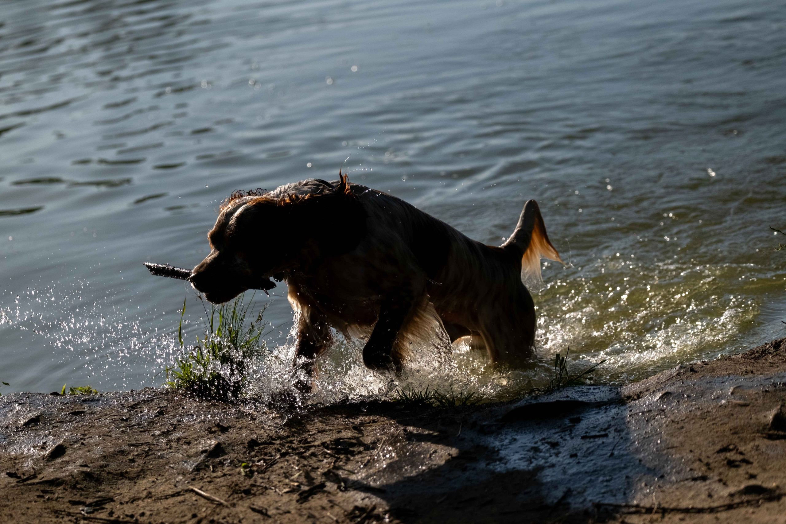 Спаниель Джет!. Зоофотограф, фотограф животных в Москве и области Дина Дамоцева