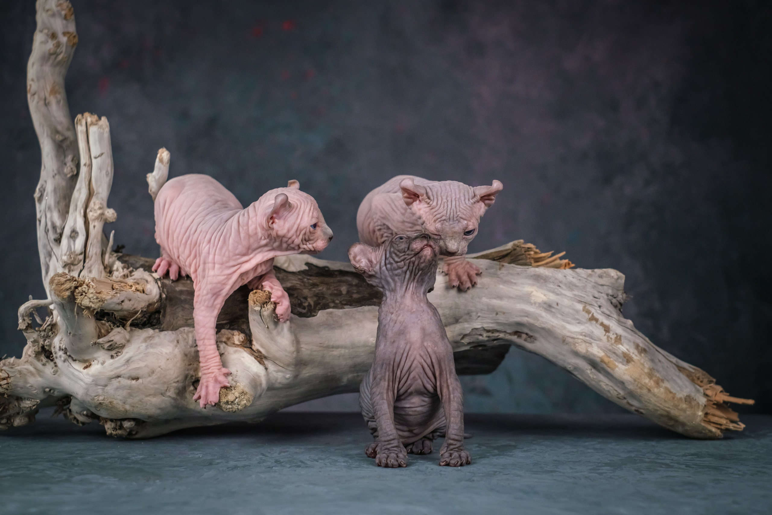 Котята для Данила и Ланы. Зоофотограф, фотограф животных в Москве и области Дина Дамоцева