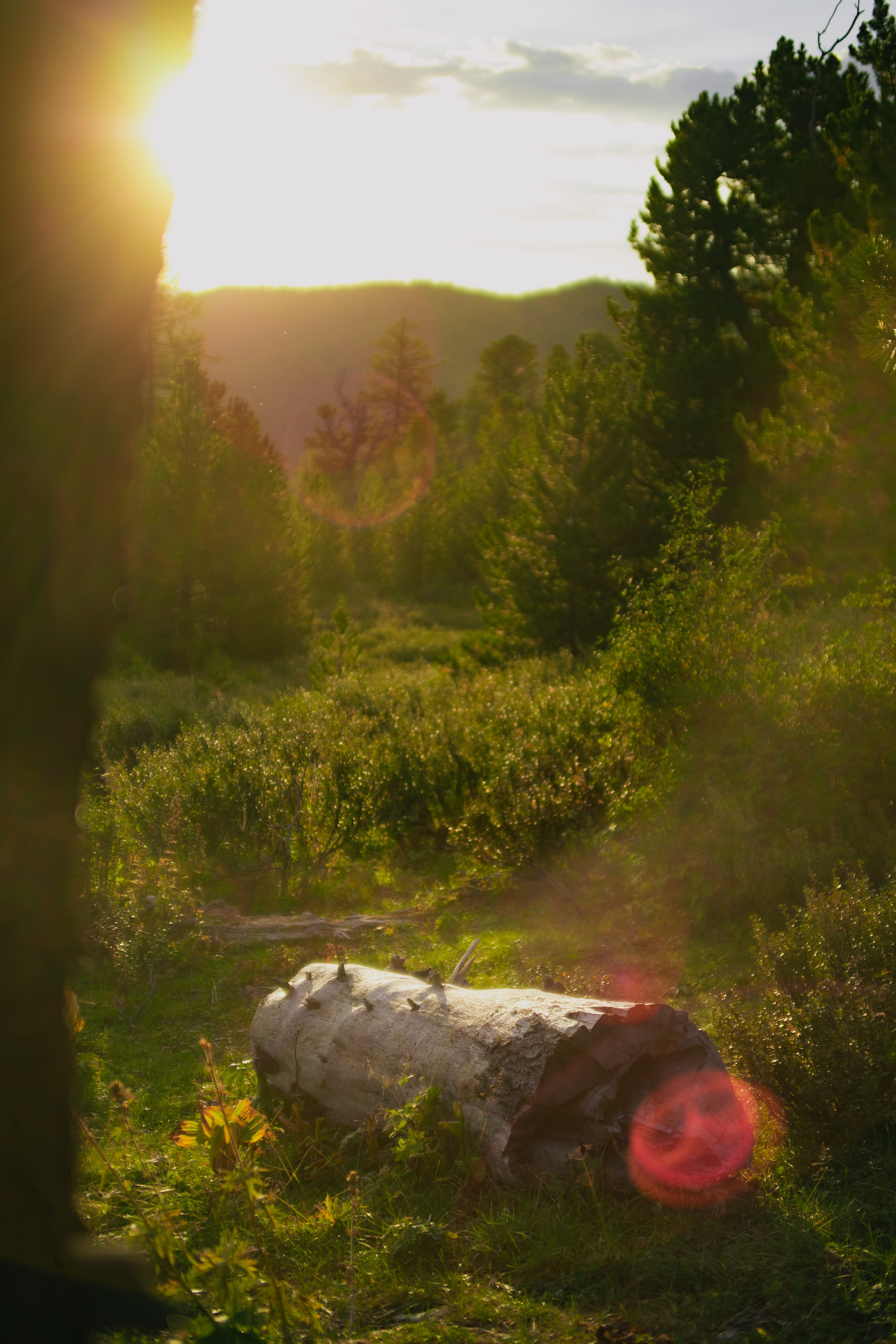 Шавлинские. Главная