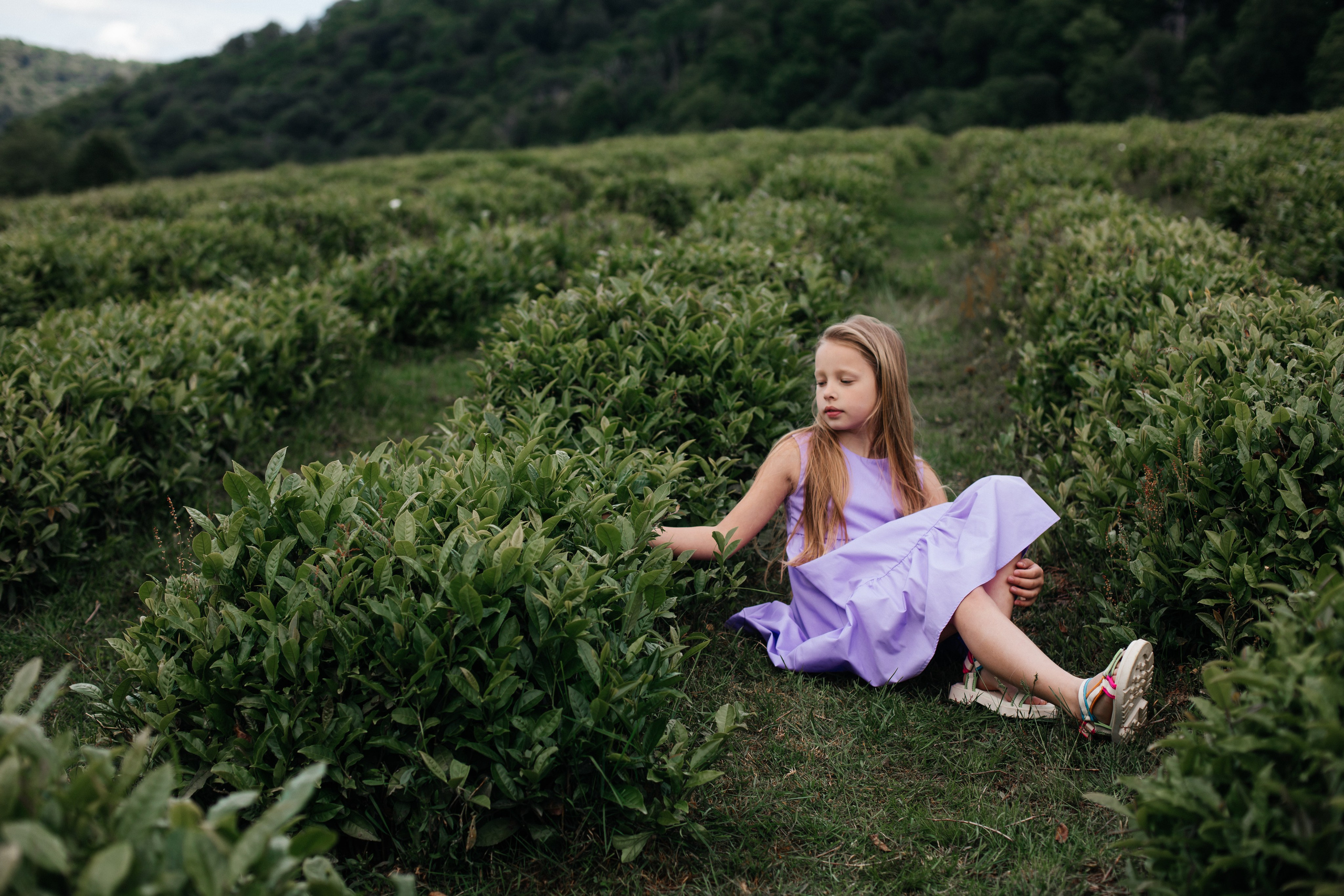Tea plantation. Efimova Model Agency