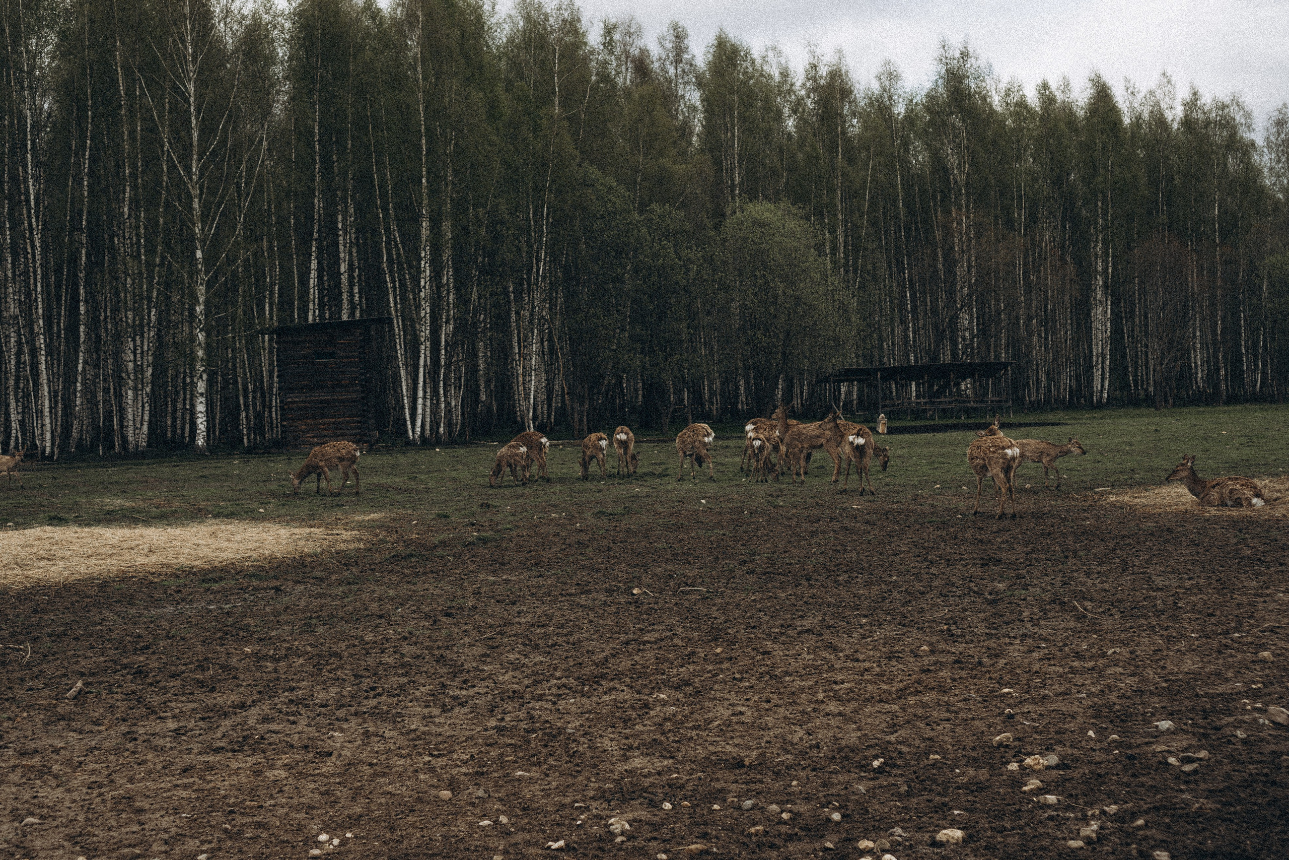 ОЛЕНЬЯ ФЕРМА В ТВЕРИ. Профессиональный фотограф, Санкт-Петербург — Виктория Богомолова