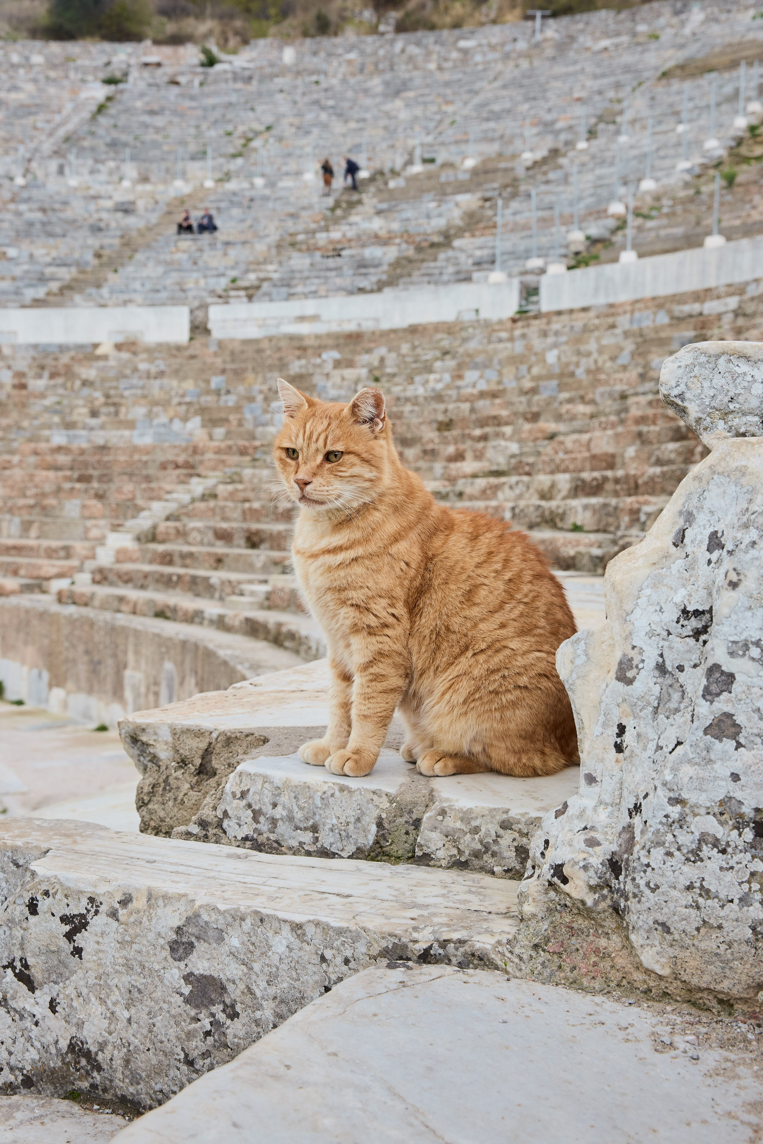 Эфес. Фото департамент круизного лайнера Астория Гранде