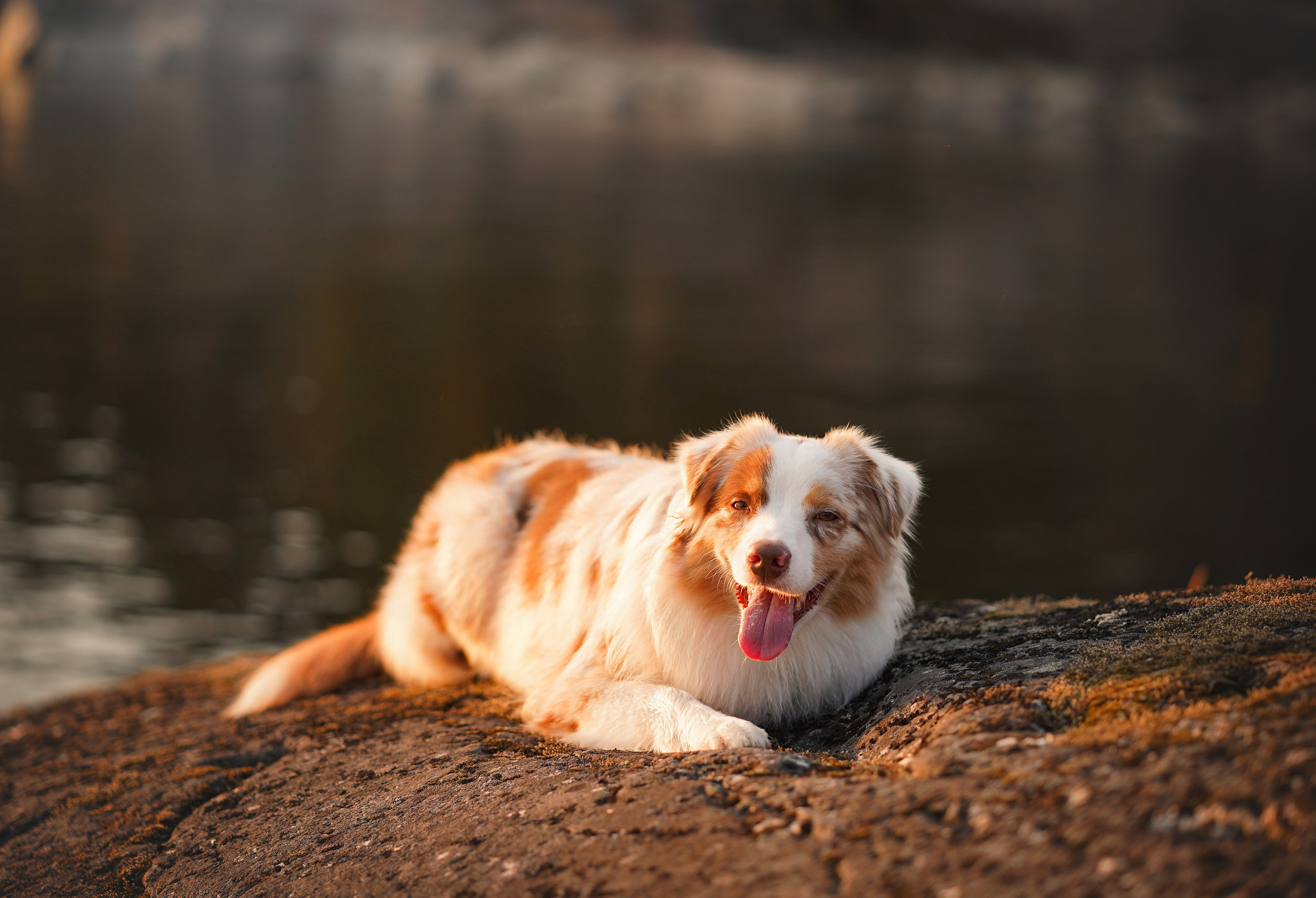 Панда SUP. Фотограф-анималист в Санкт-Петербурге Яна Мартынова
