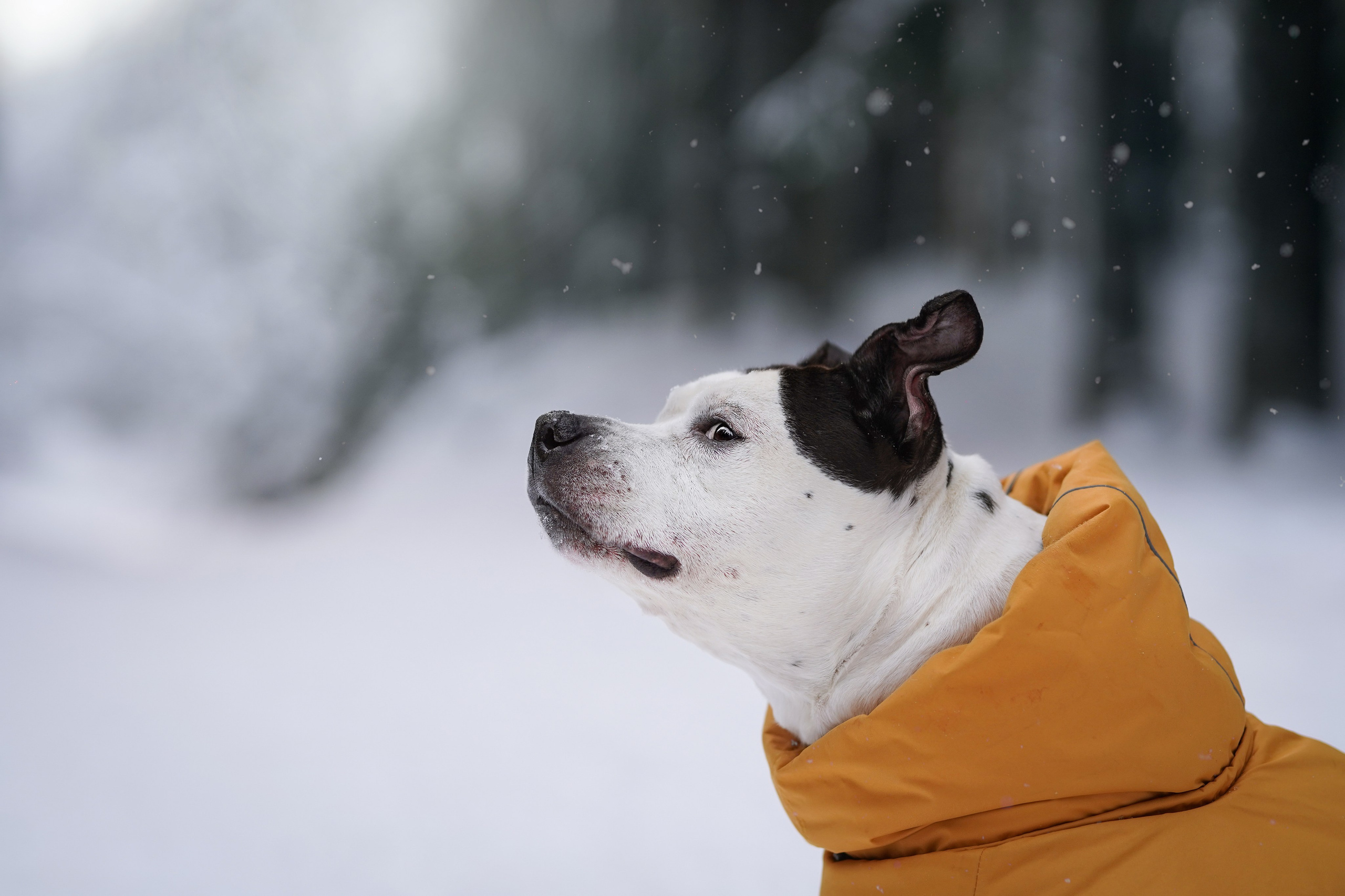 Маша Женя и Фиона. Фотограф-анималист в Санкт-Петербурге Яна Мартынова