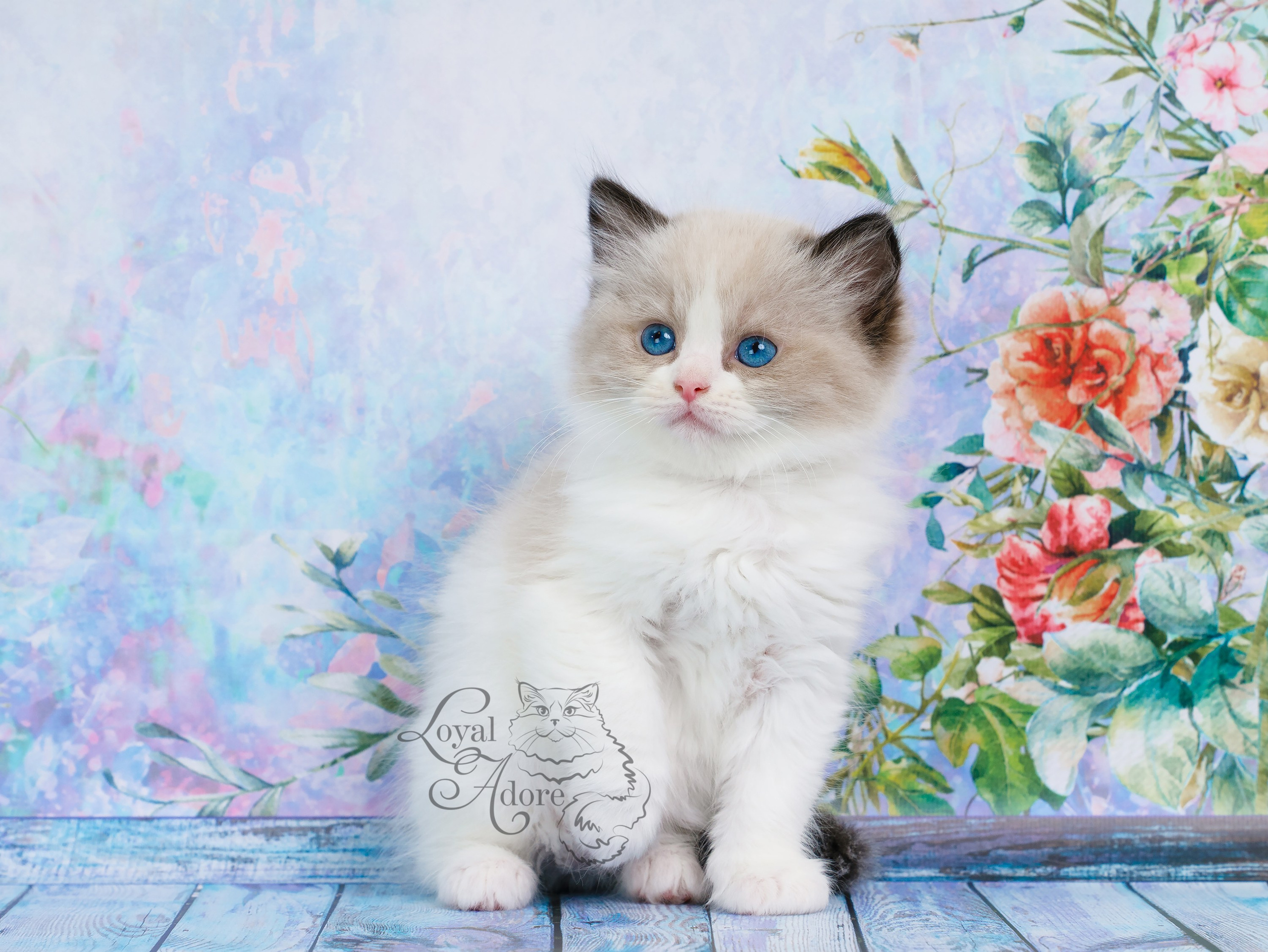 Котята рэгдолл от Loyal Adore. Питомник рэгдолл Loyal Adore