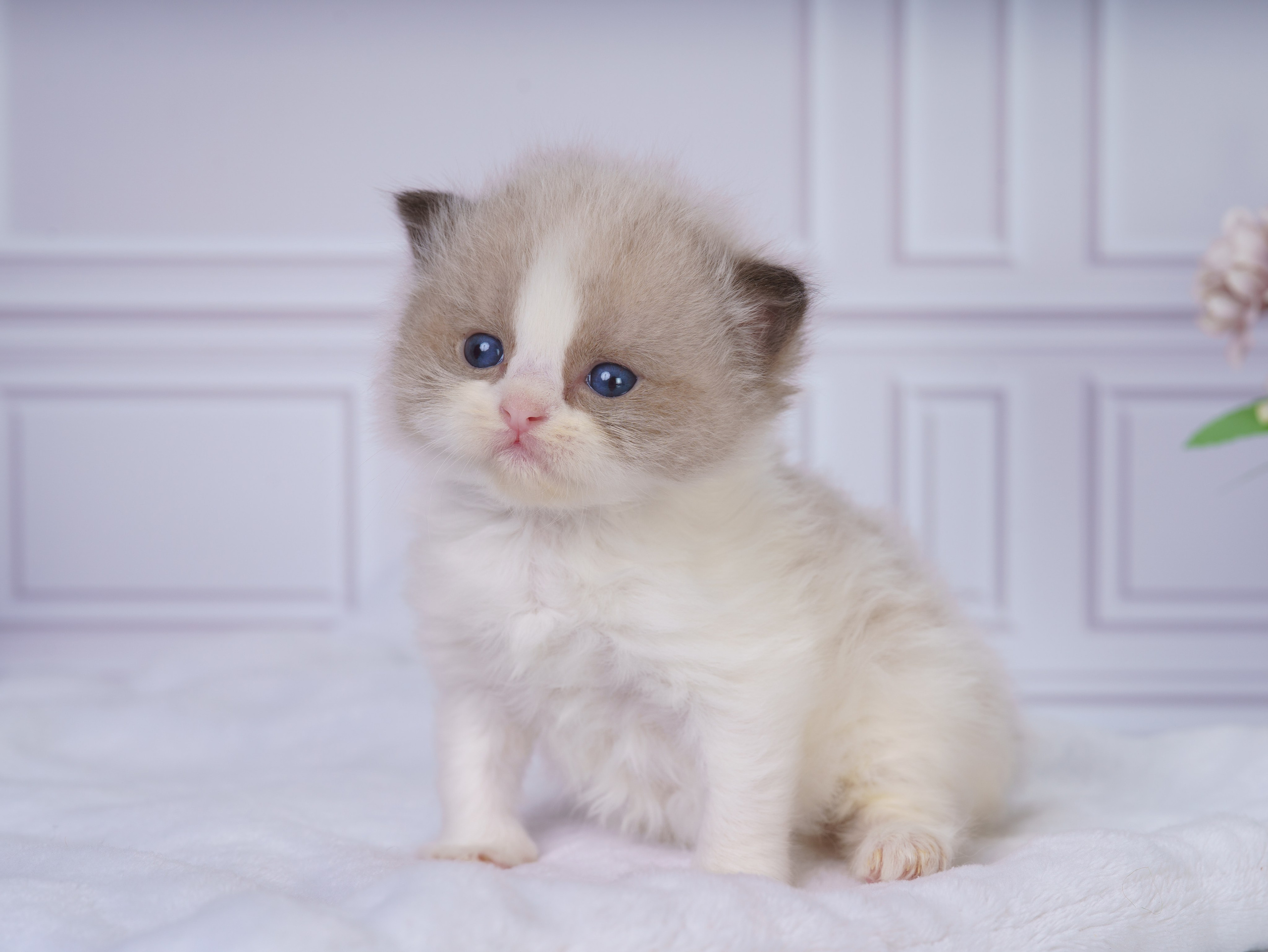 Котята рэгдолл от Loyal Adore. Питомник рэгдолл Loyal Adore