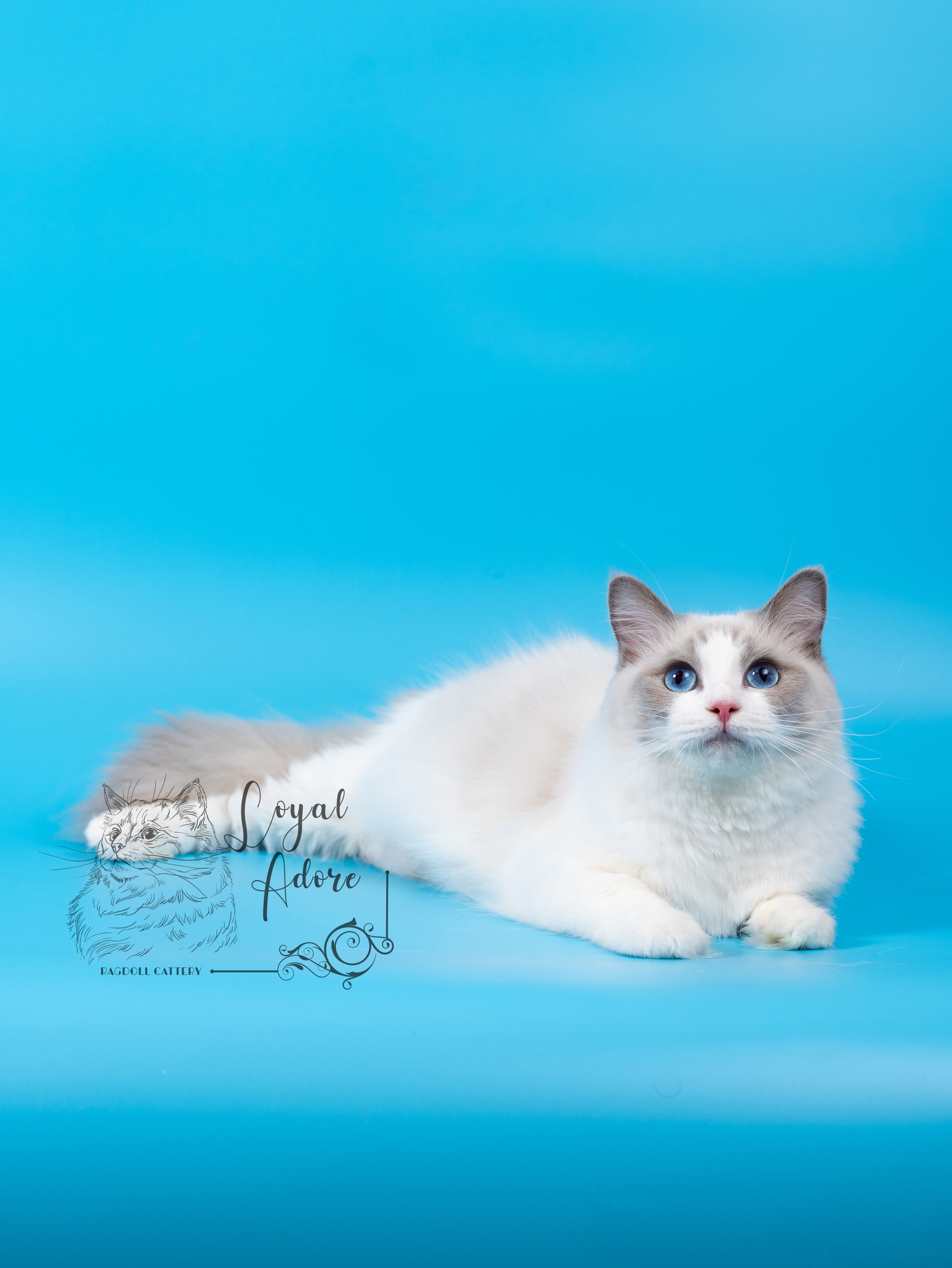 Кошки производители Loyal Adore. Питомник рэгдолл Loyal Adore