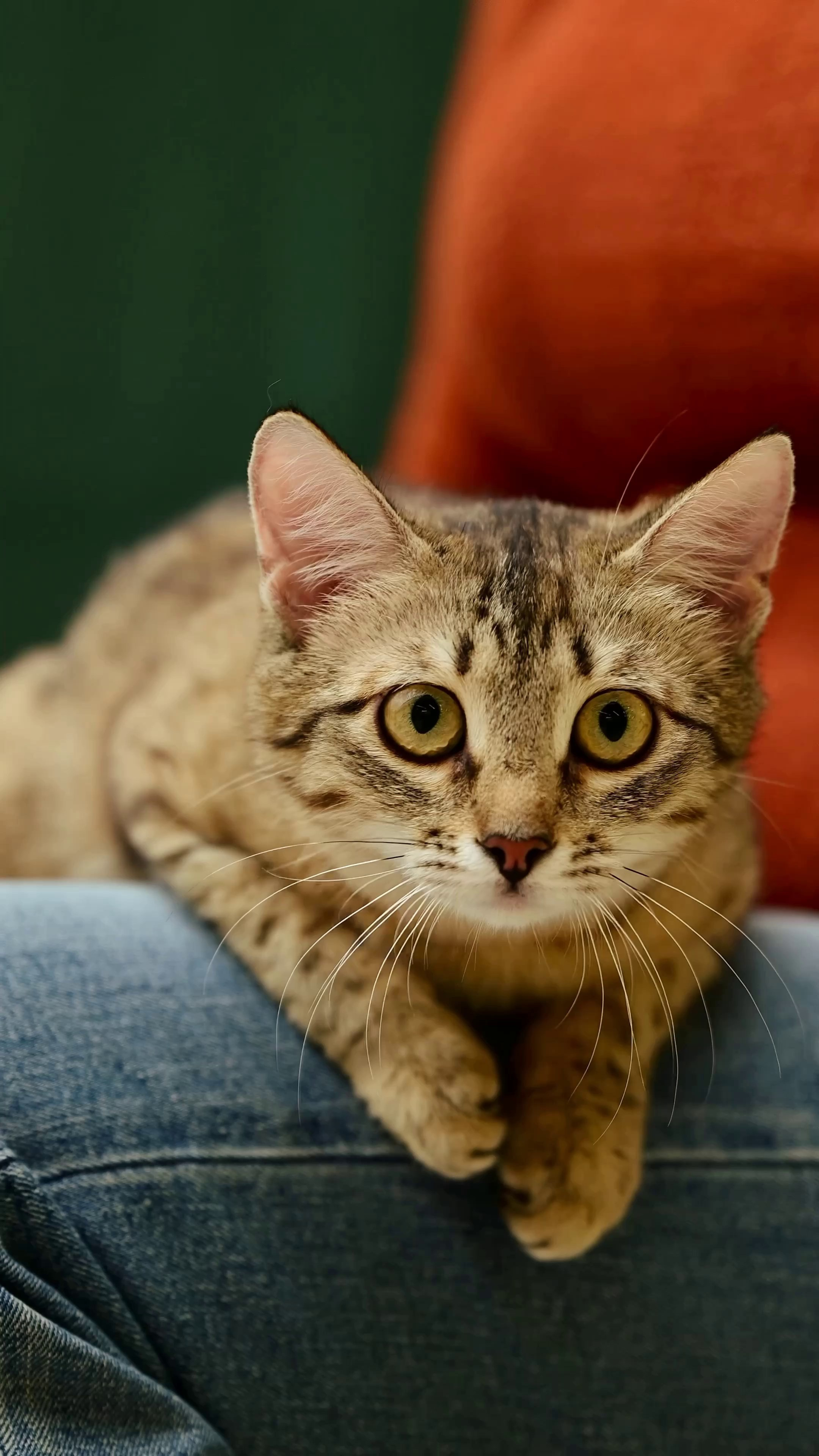 Съёмка для волонтёров (видео). Мила Астахова