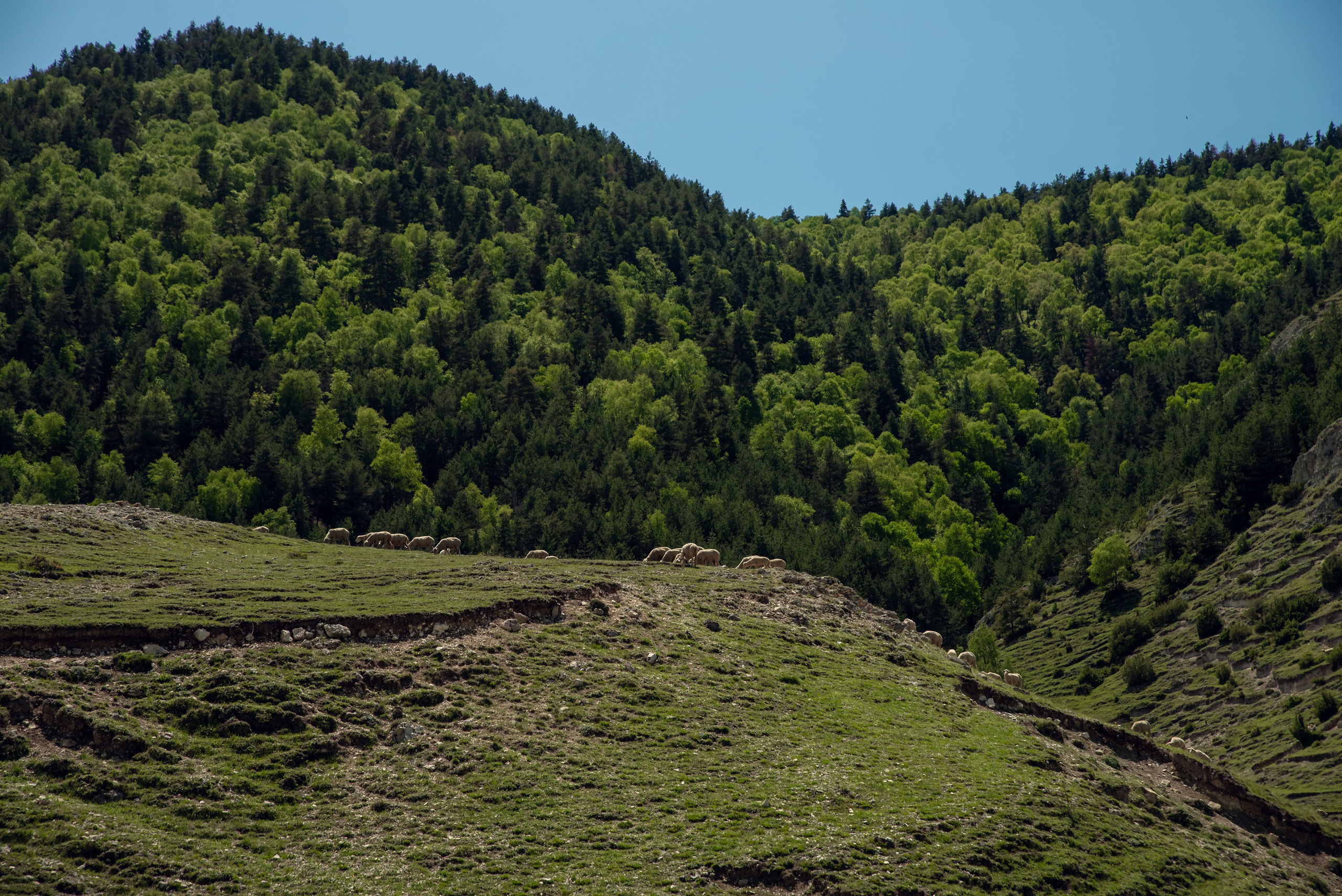 Дагестан. Фотограф Крещение Венчание Москва