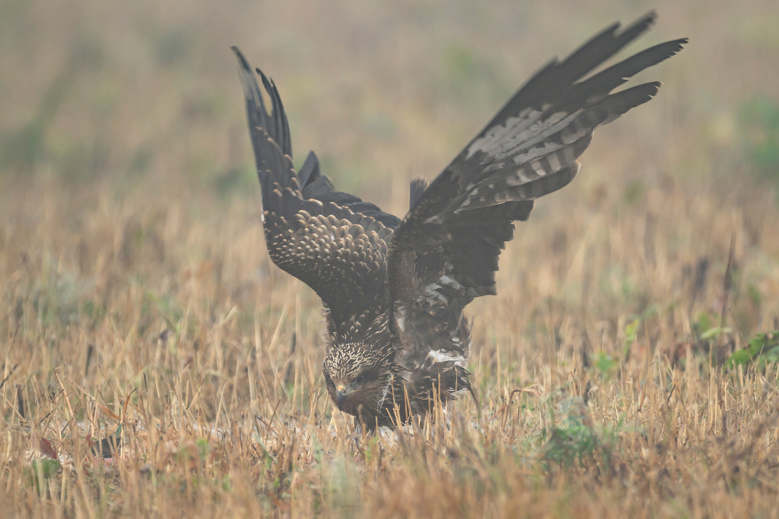 Коршун. Wildlife photography by Sergey Puponin