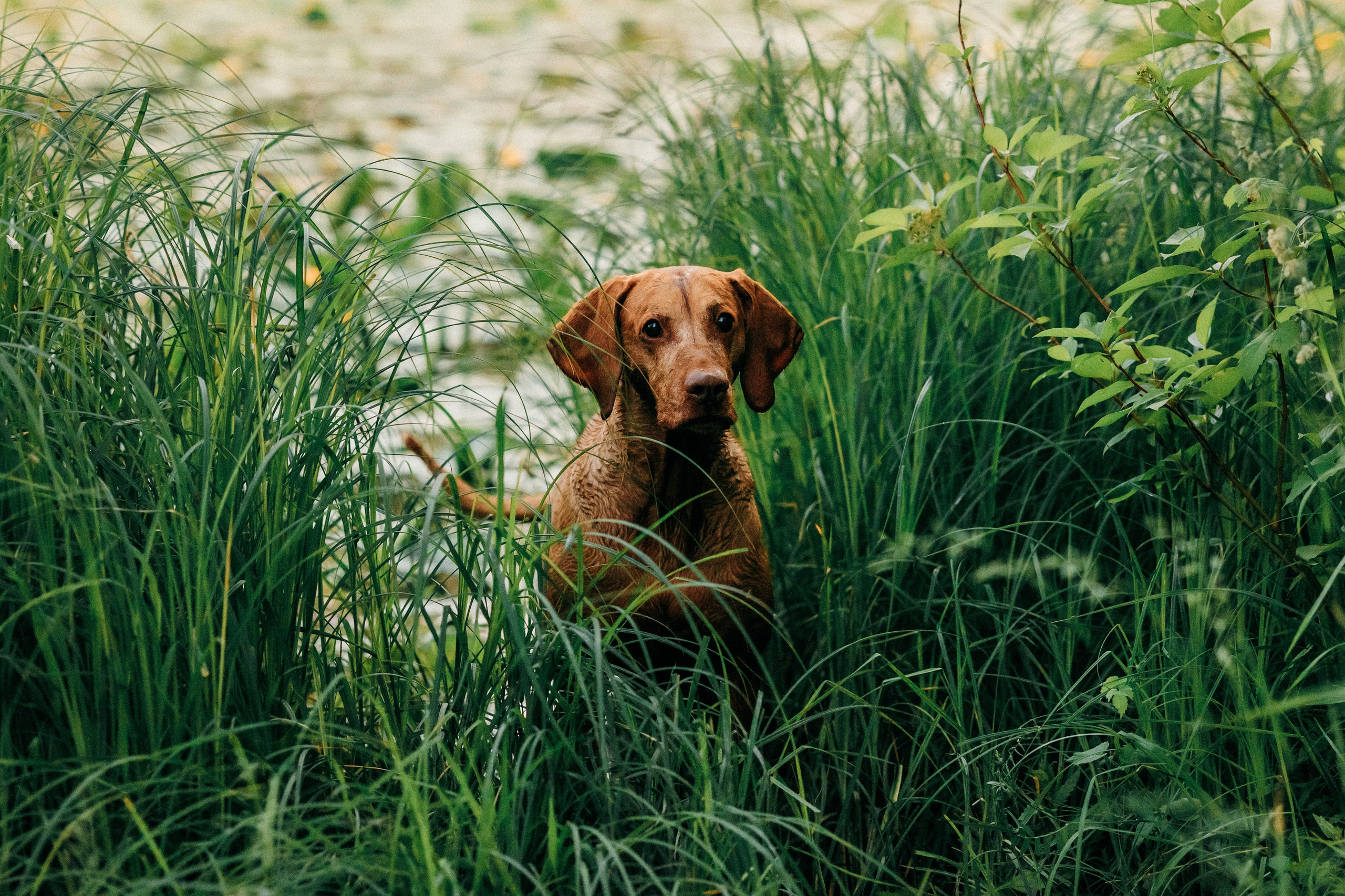 Марина, Глеб, Мая и Чили. Фотограф-анималист Елена Радченко, Москва