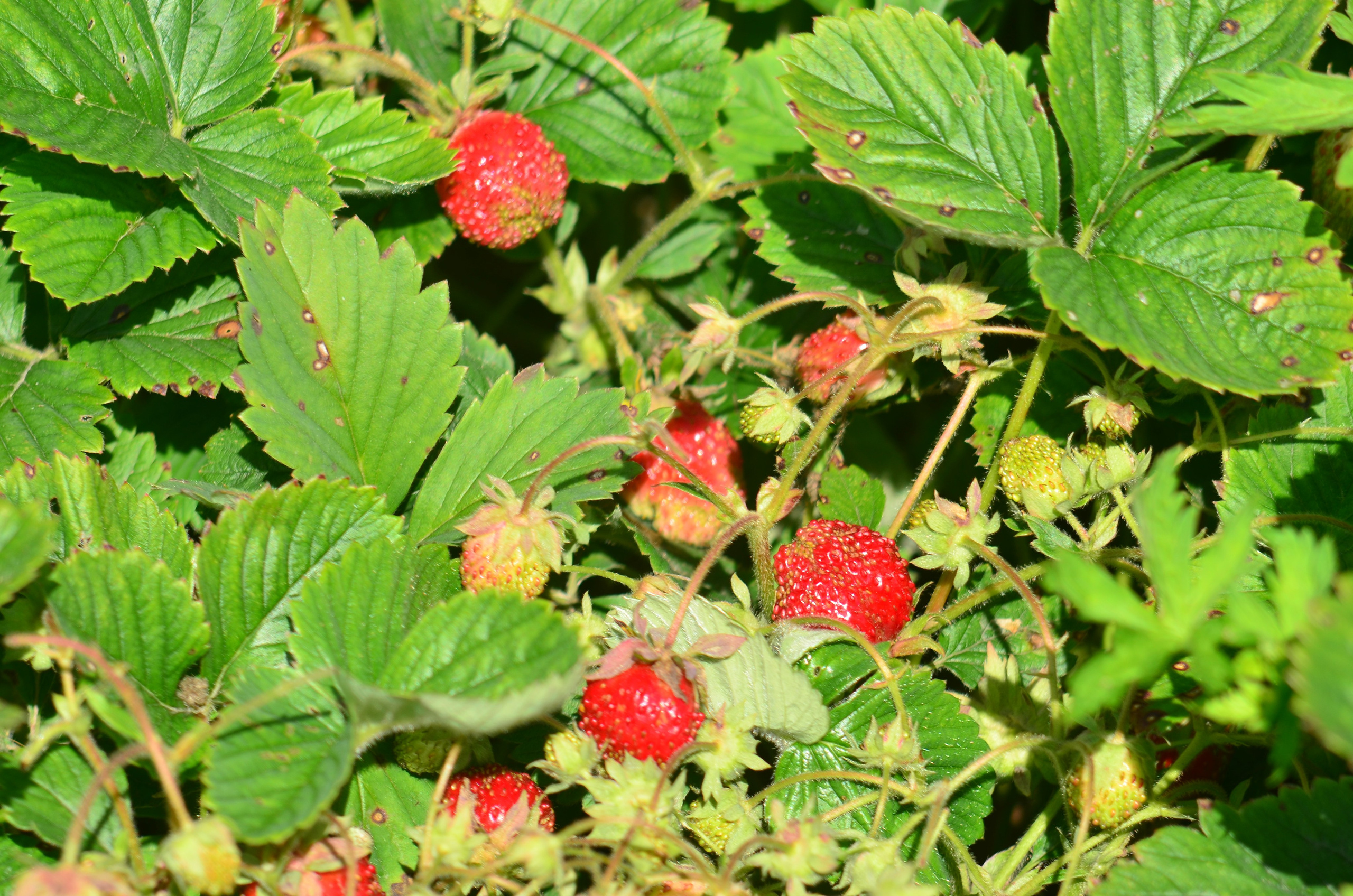 Дары природы. Фотограф viktor viktor