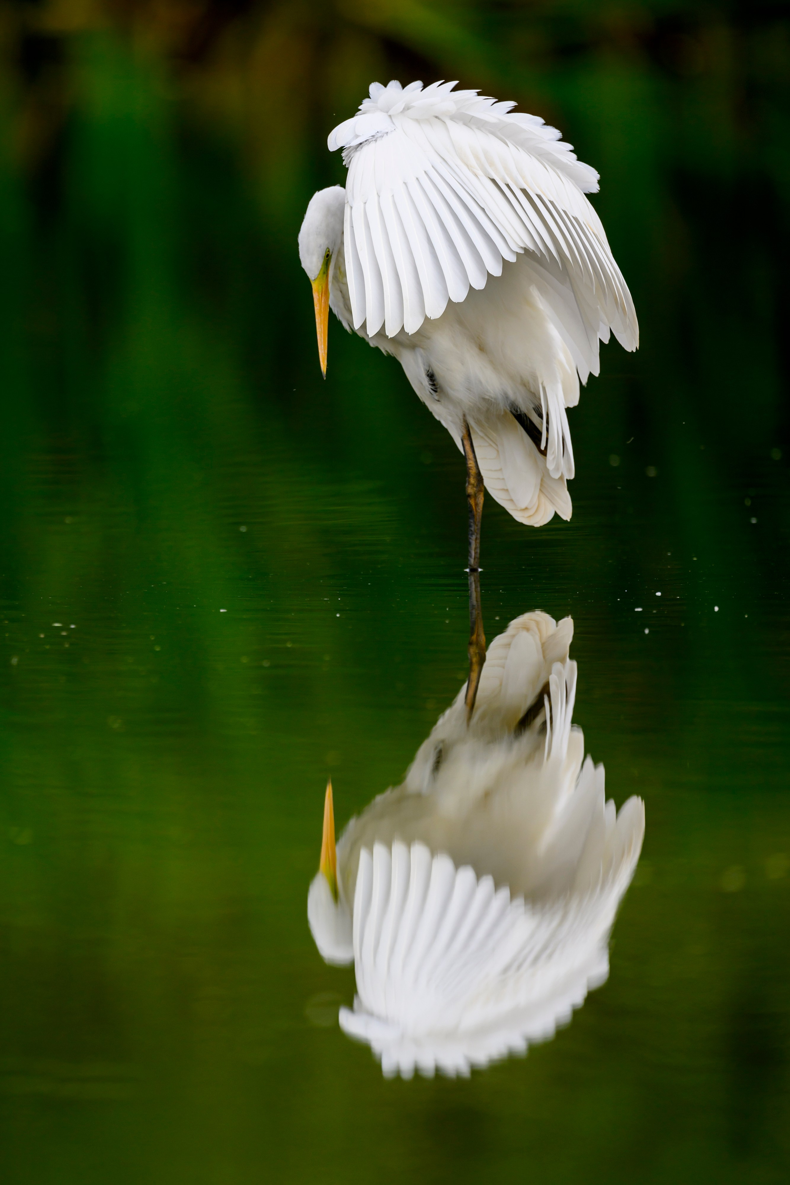 Цапли. Wildlife photography by Sergey Puponin