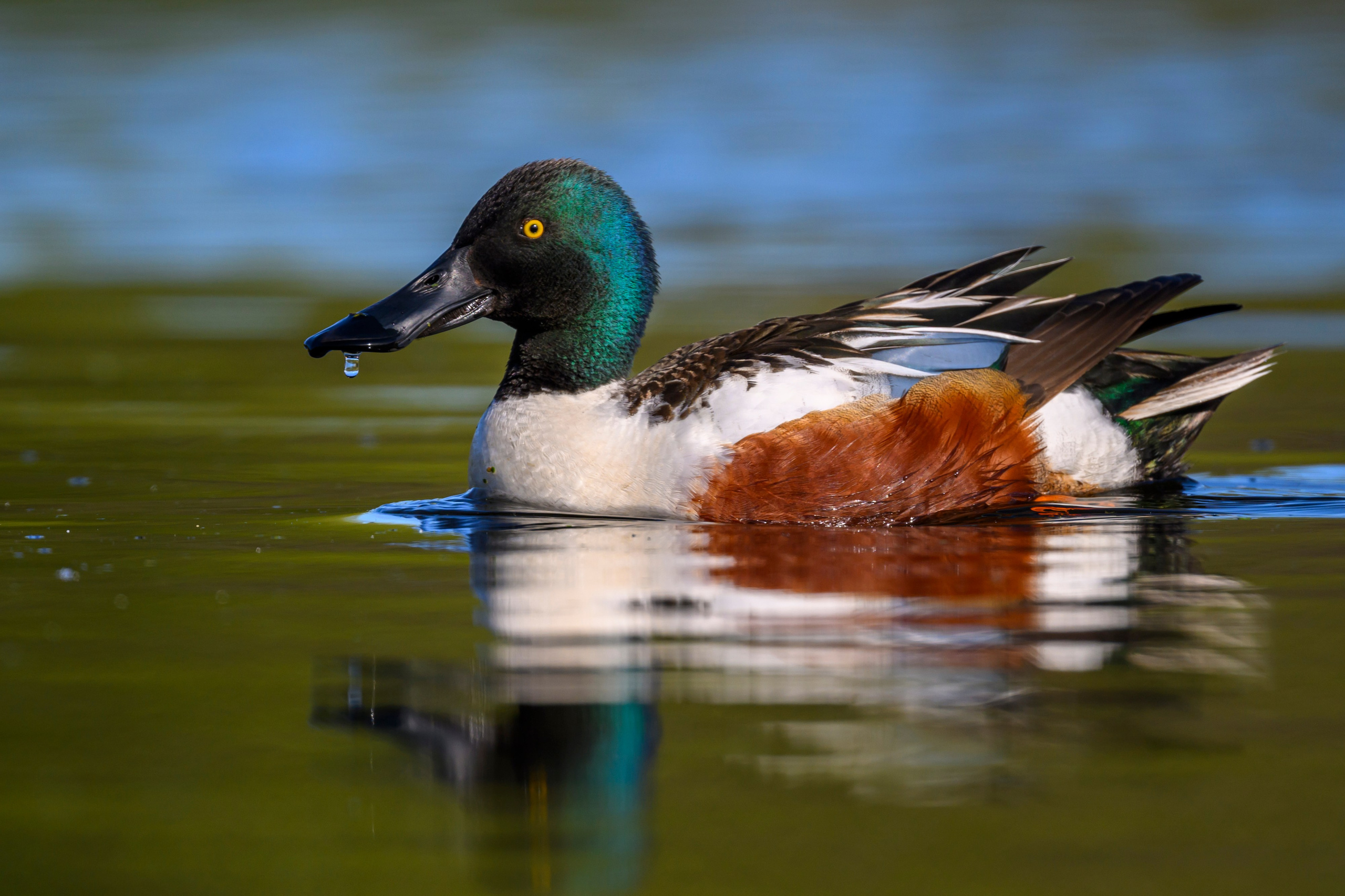 Поганка, широконоска, черки, нырки. Wildlife photography by Sergey Puponin