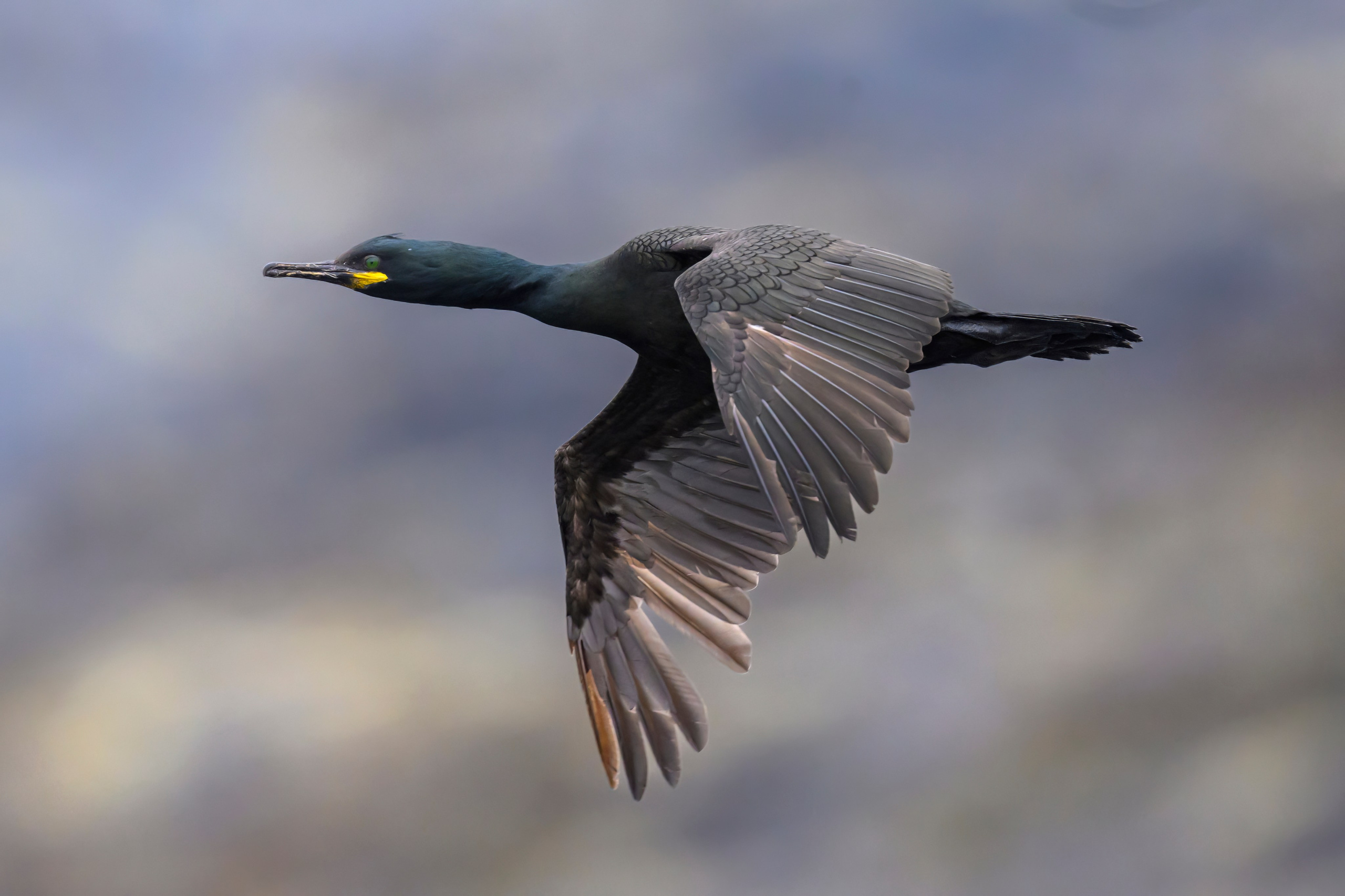 Мурманская область. Июнь 2024. Фотограф Сергей Пупонин