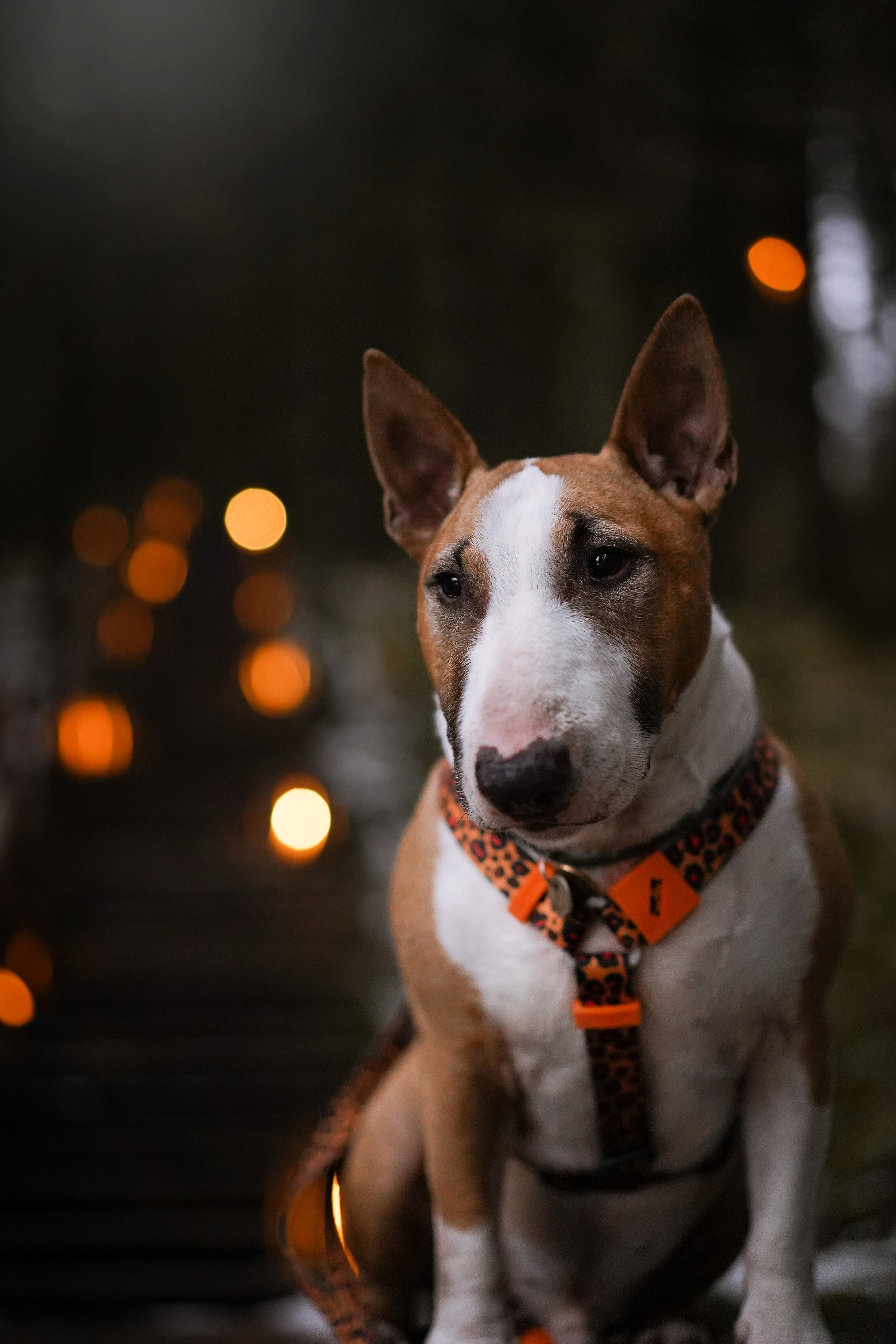 Юни на горе Паасо. Фотограф-анималист в Санкт-Петербурге Яна Мартынова