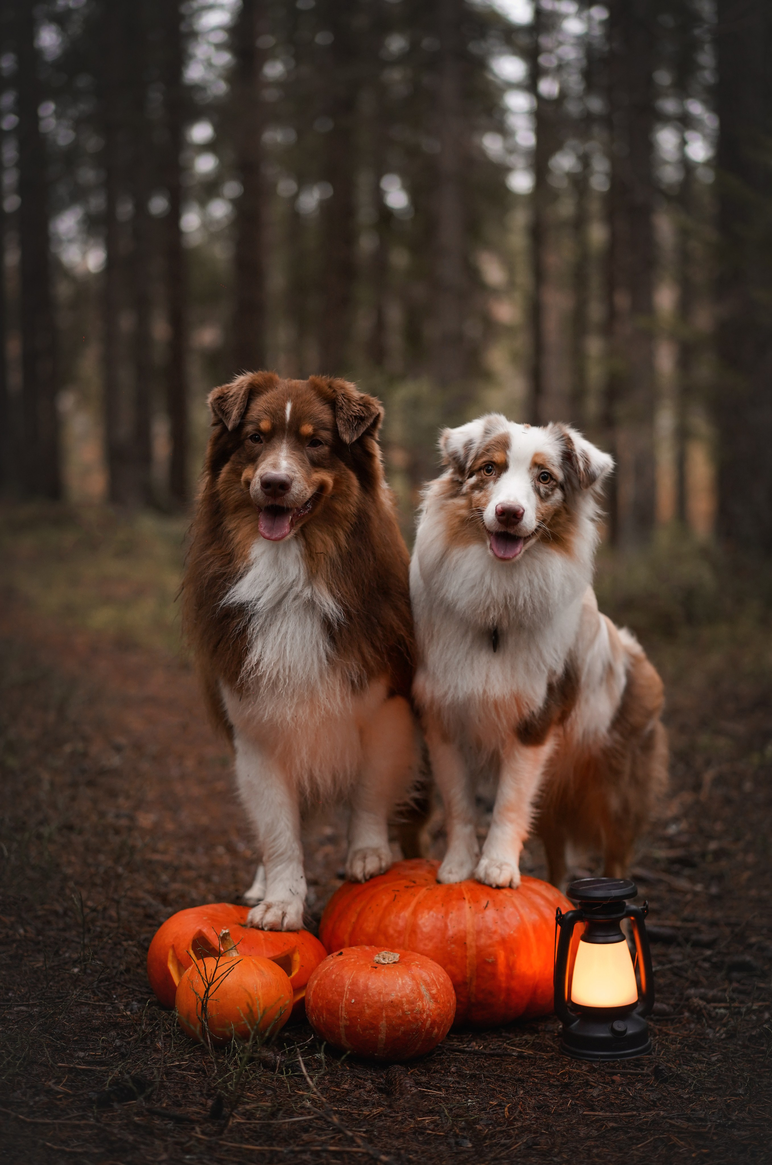 Аусси Хэллоуин 24. Фотограф-анималист в Санкт-Петербурге Яна Мартынова