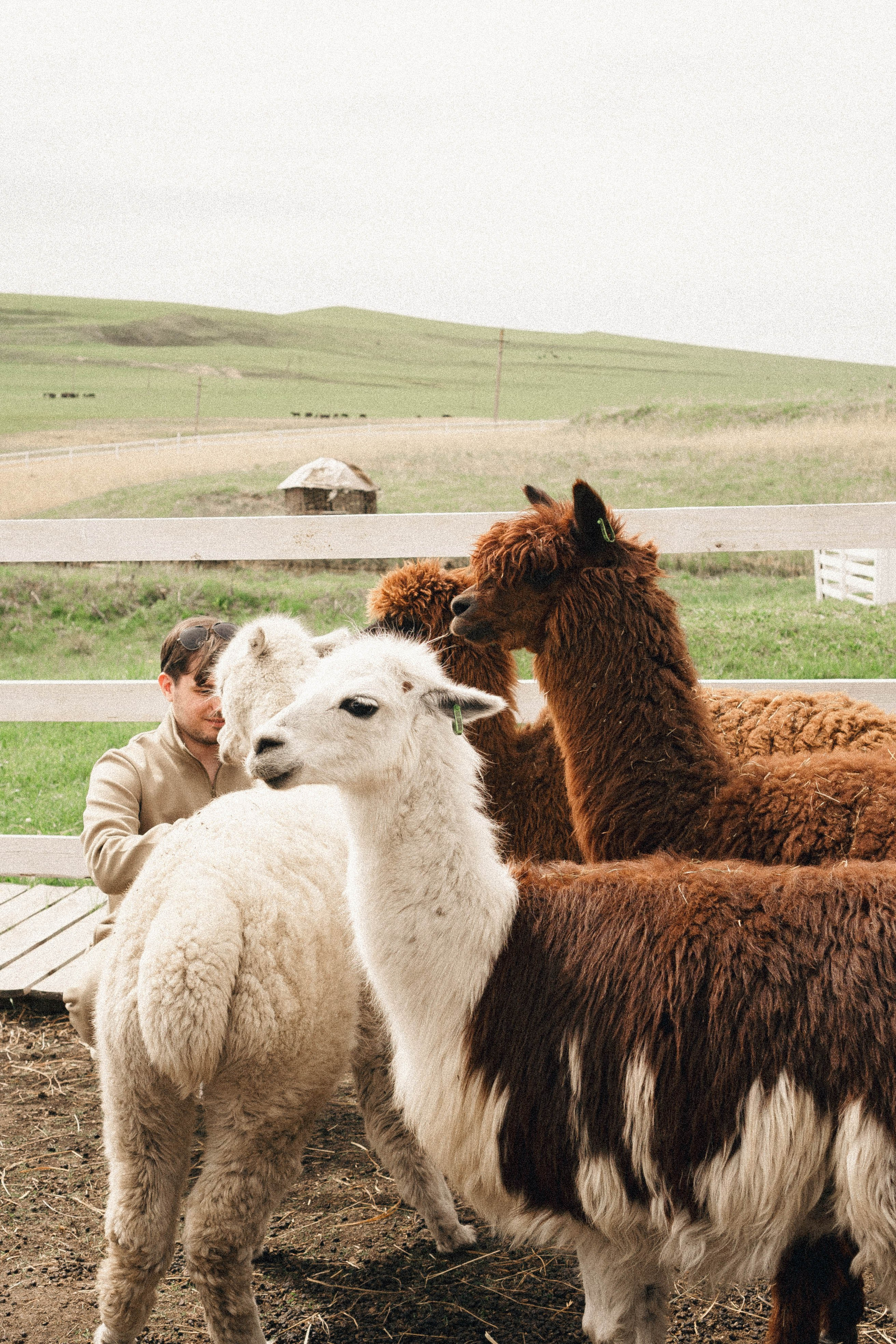 Ферма Альпак. Профессиональный фотограф, Санкт-Петербург — Виктория Богомолова