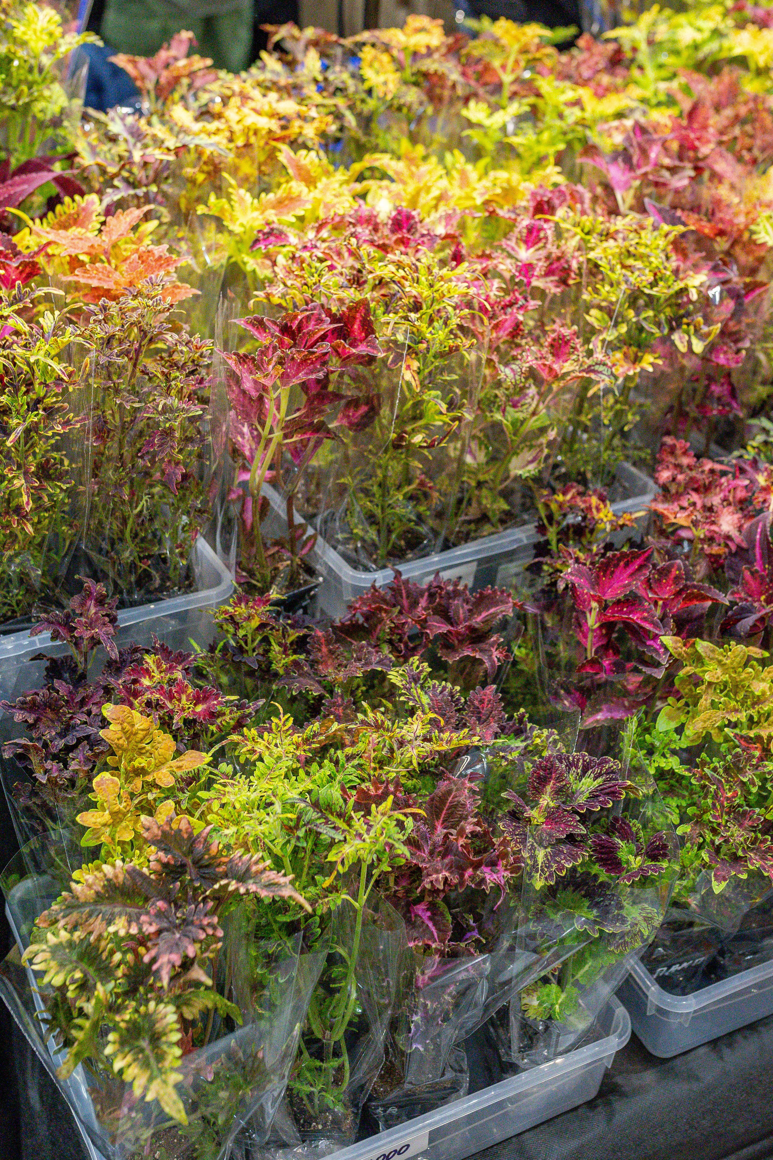 Монстериум апрель 2026. Александра Куликова фотограф, Москва