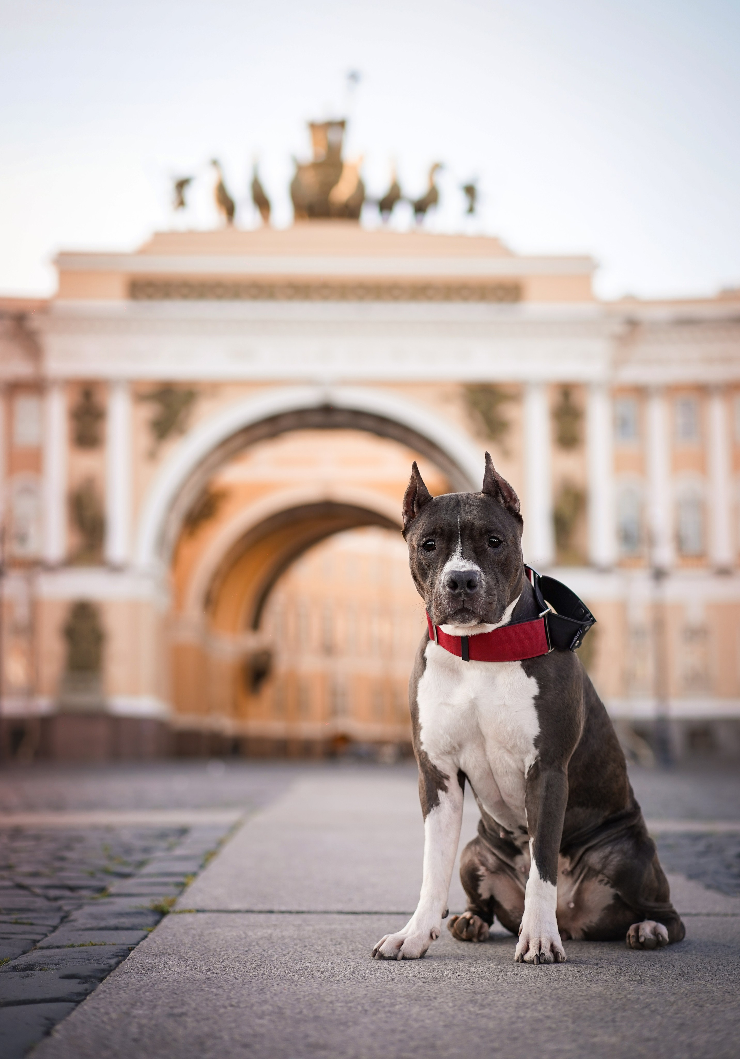 Аня Терентий и Кайли. Фотограф-анималист в Санкт-Петербурге Яна Мартынова
