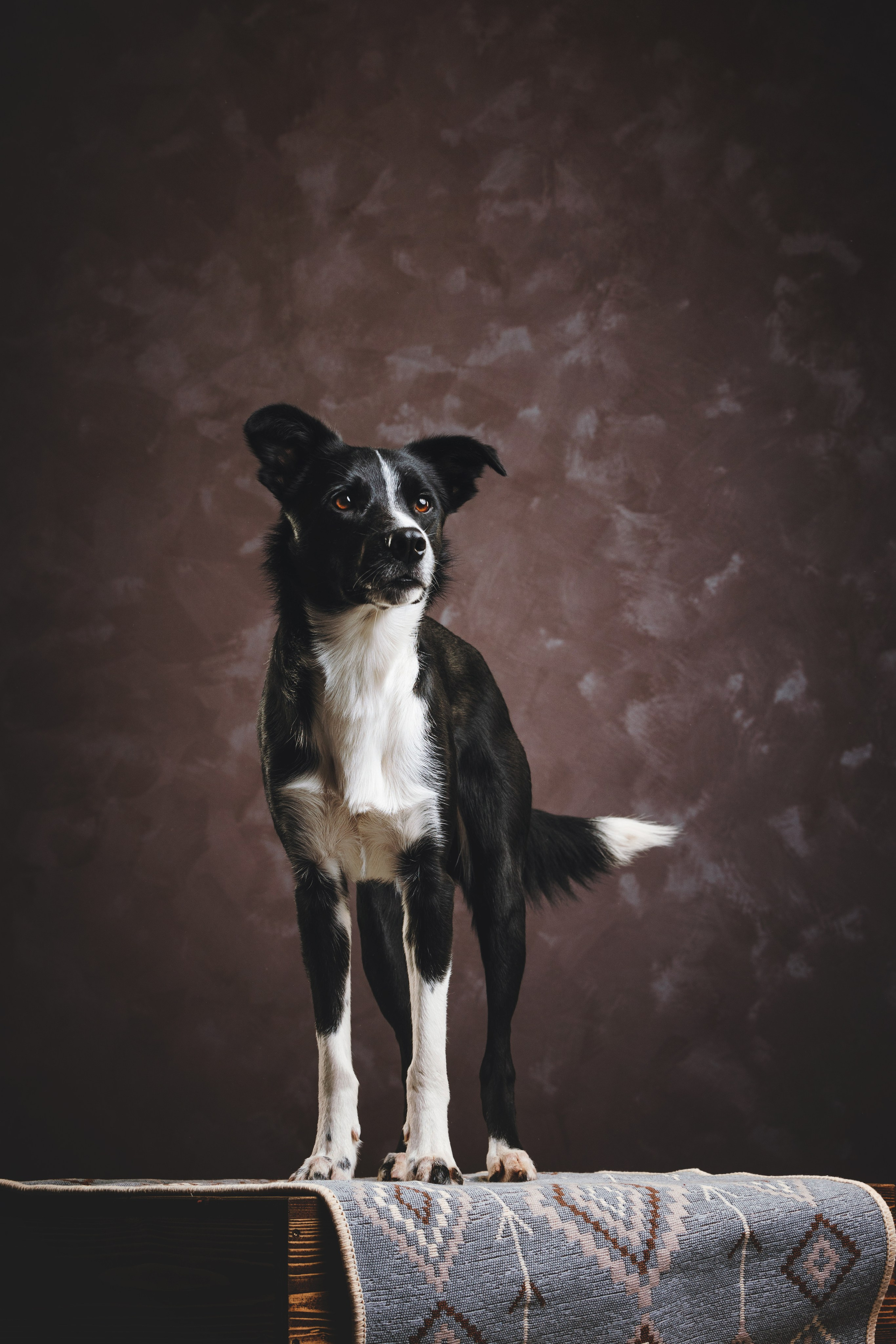 Бордер-колли. Фотограф анималист Осипчикова Мария