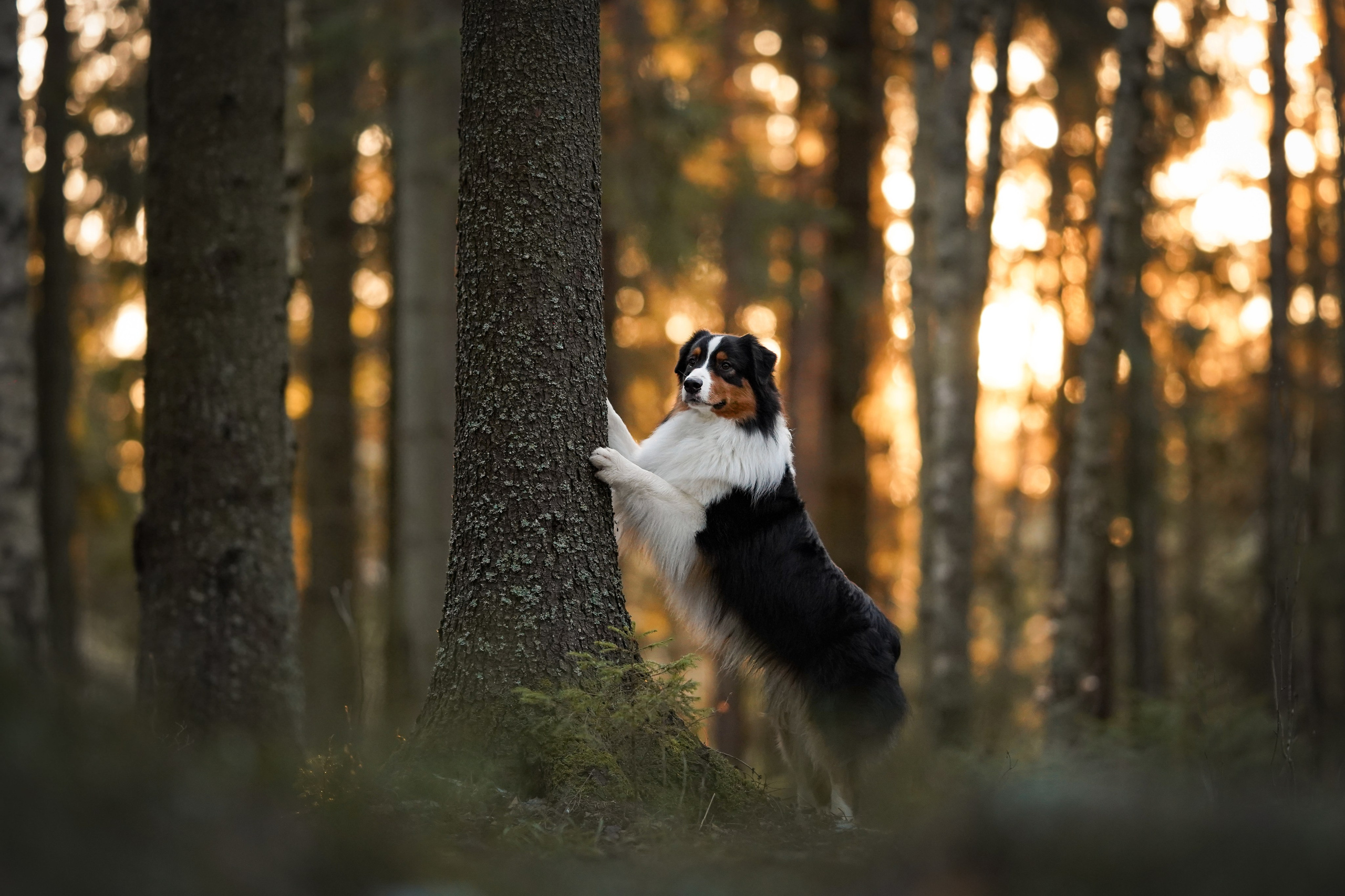 Бэст Айла и Панда. Фотограф-анималист в Санкт-Петербурге Яна Мартынова