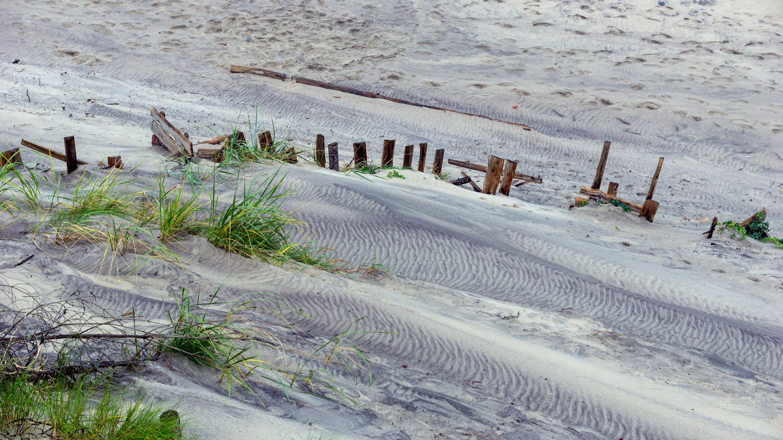 Куршская коса. Фотограф-путешественник Самойлов Максим «Sly Fox»