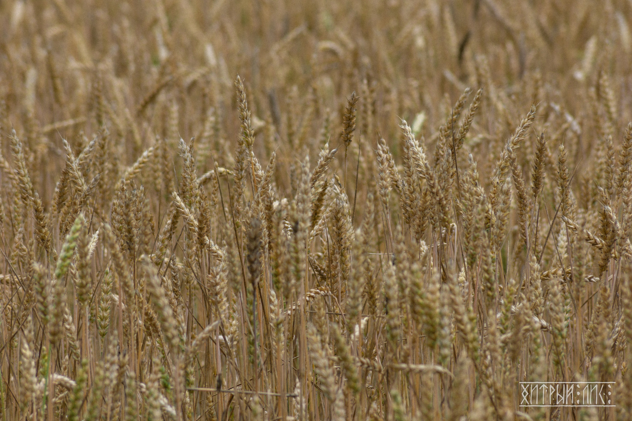 Беларусь. Фотограф-путешественник Самойлов Максим «Sly Fox»