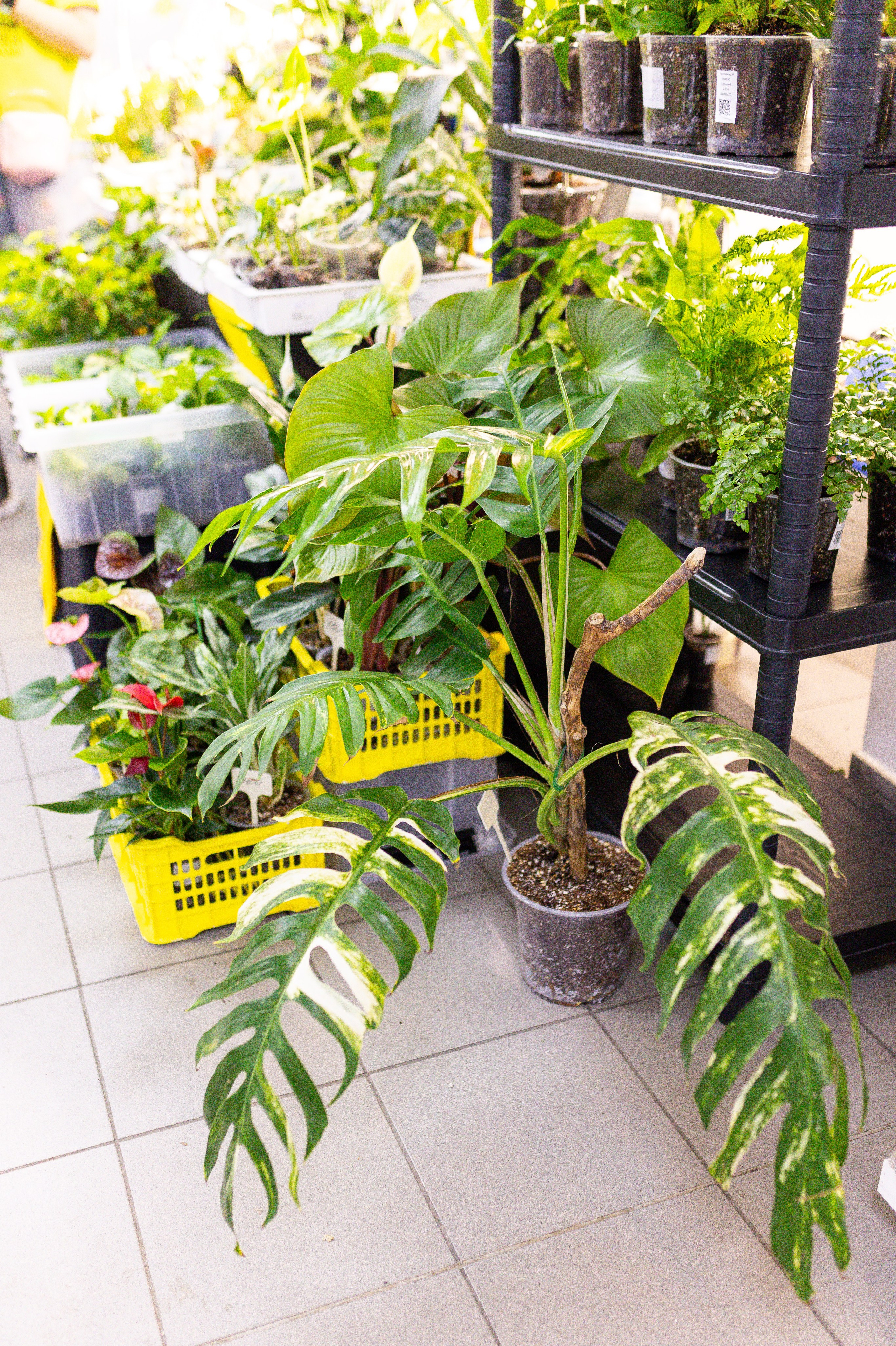 Орхидиум май 2025. Александра Куликова фотограф, Москва