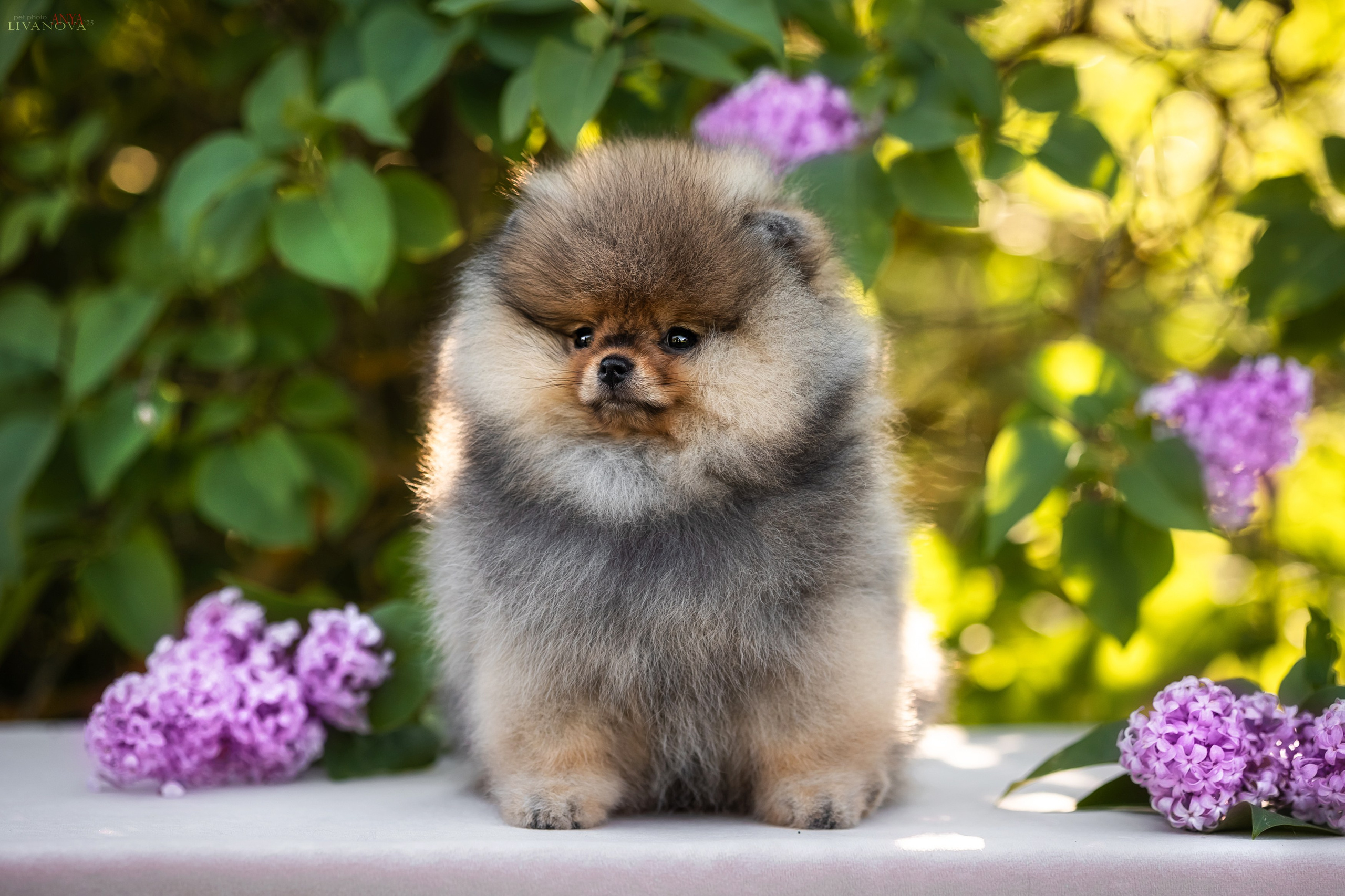 Шпичики. Фотограф анималист Аня Ливанова | Рыбинск