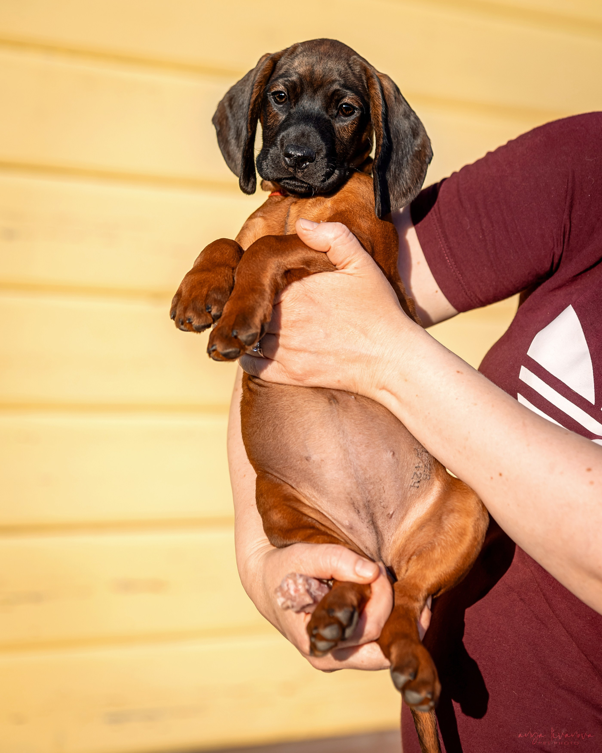 Баварцы. Фотограф анималист Аня Ливанова | Рыбинск