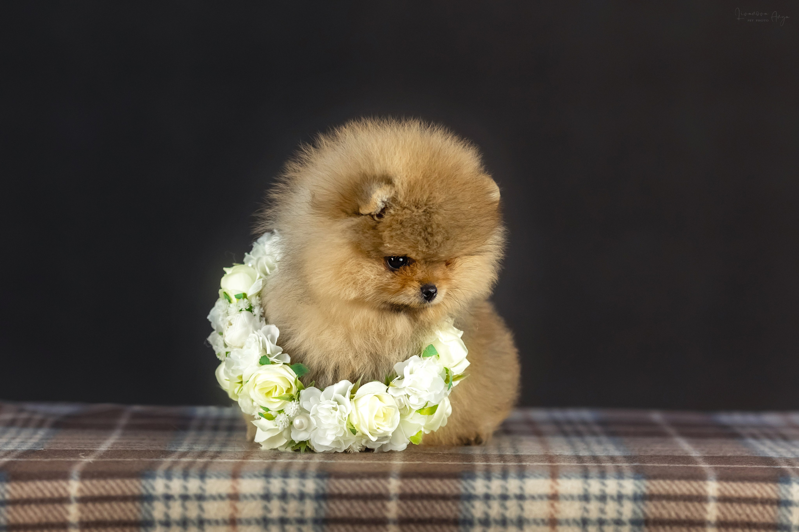 Шпикачки. Фотограф анималист Аня Ливанова | Рыбинск