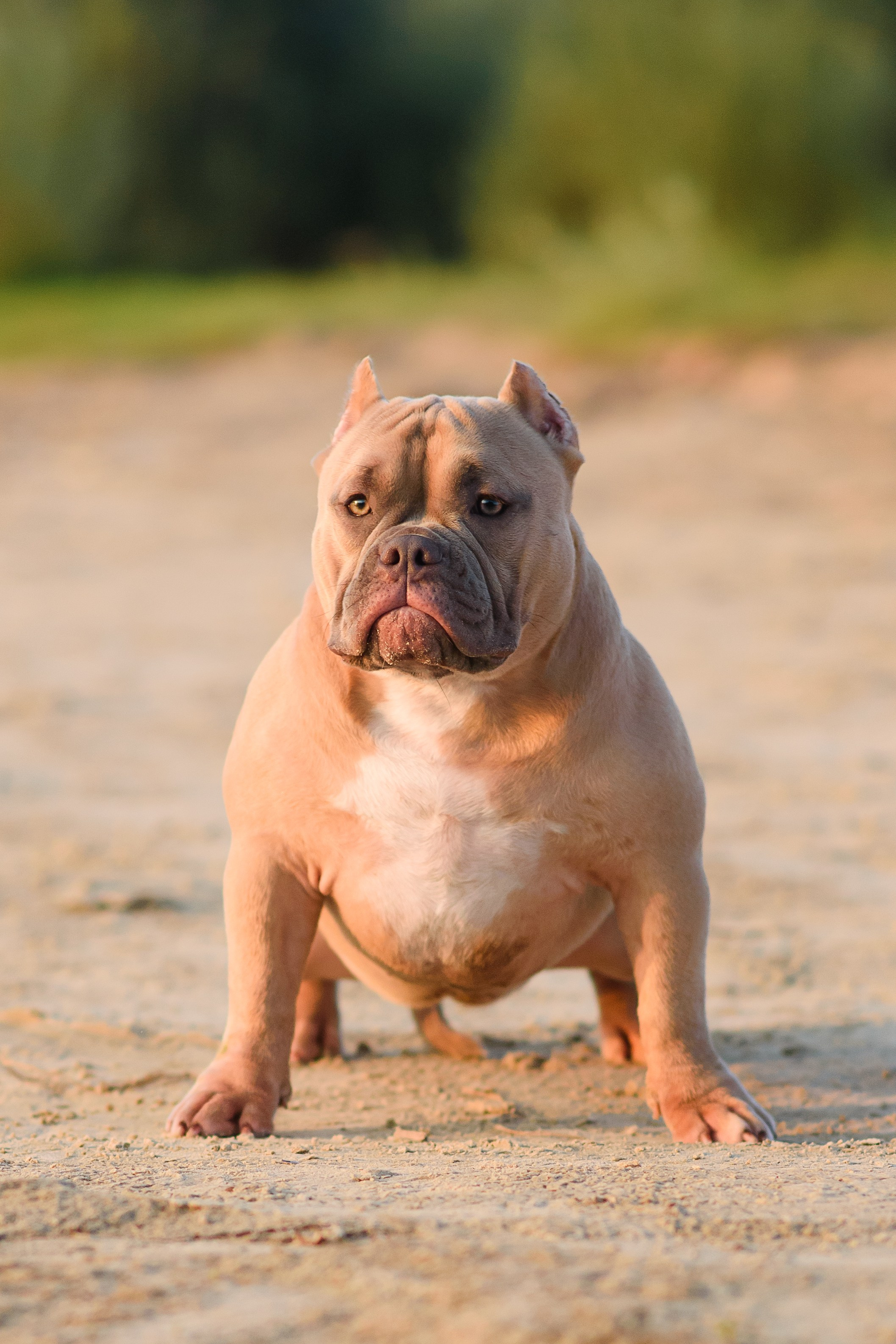 Аляска — Амбулли — 23.08.2024. Фотограф — Анималист | Анна Абрамова