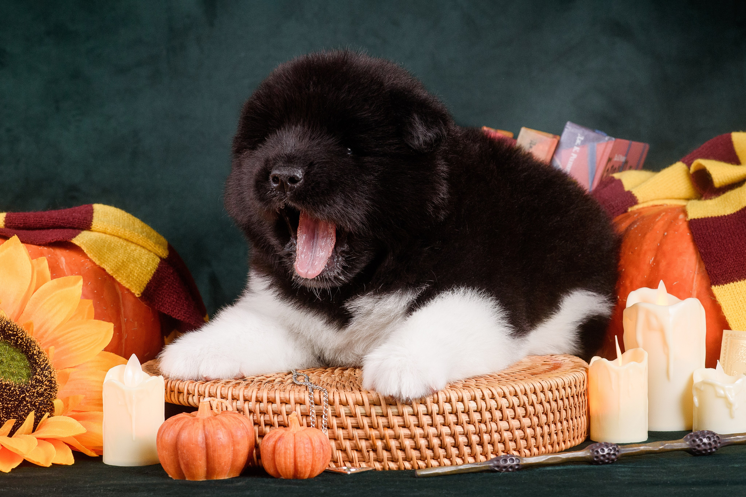 Щенки Американской Акиты — 04.11.2024. Фотограф — Анималист | Анна Абрамова