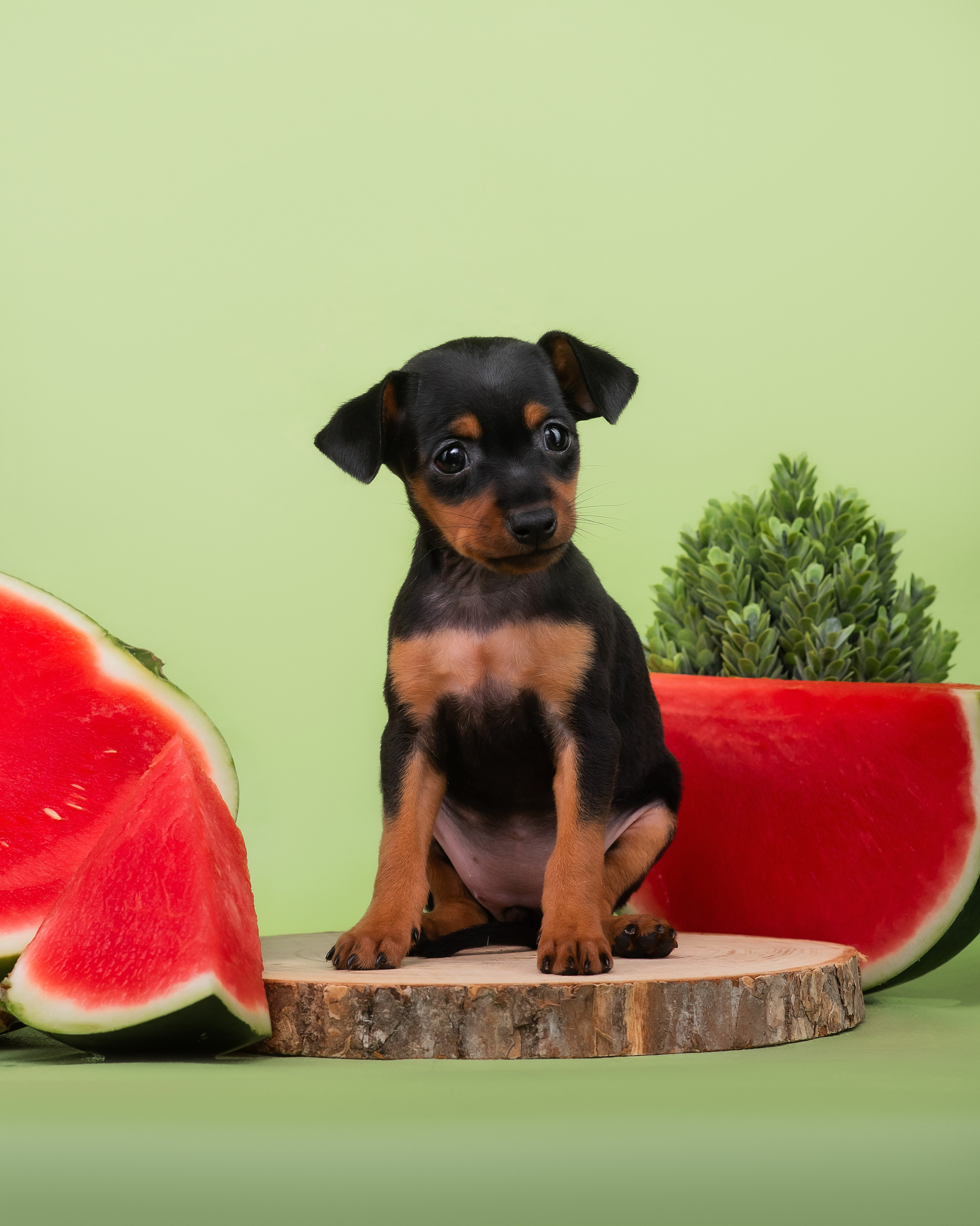 Малыши пражских крысариков — 30.07.2025. Фотограф — Анималист | Анна Абрамова