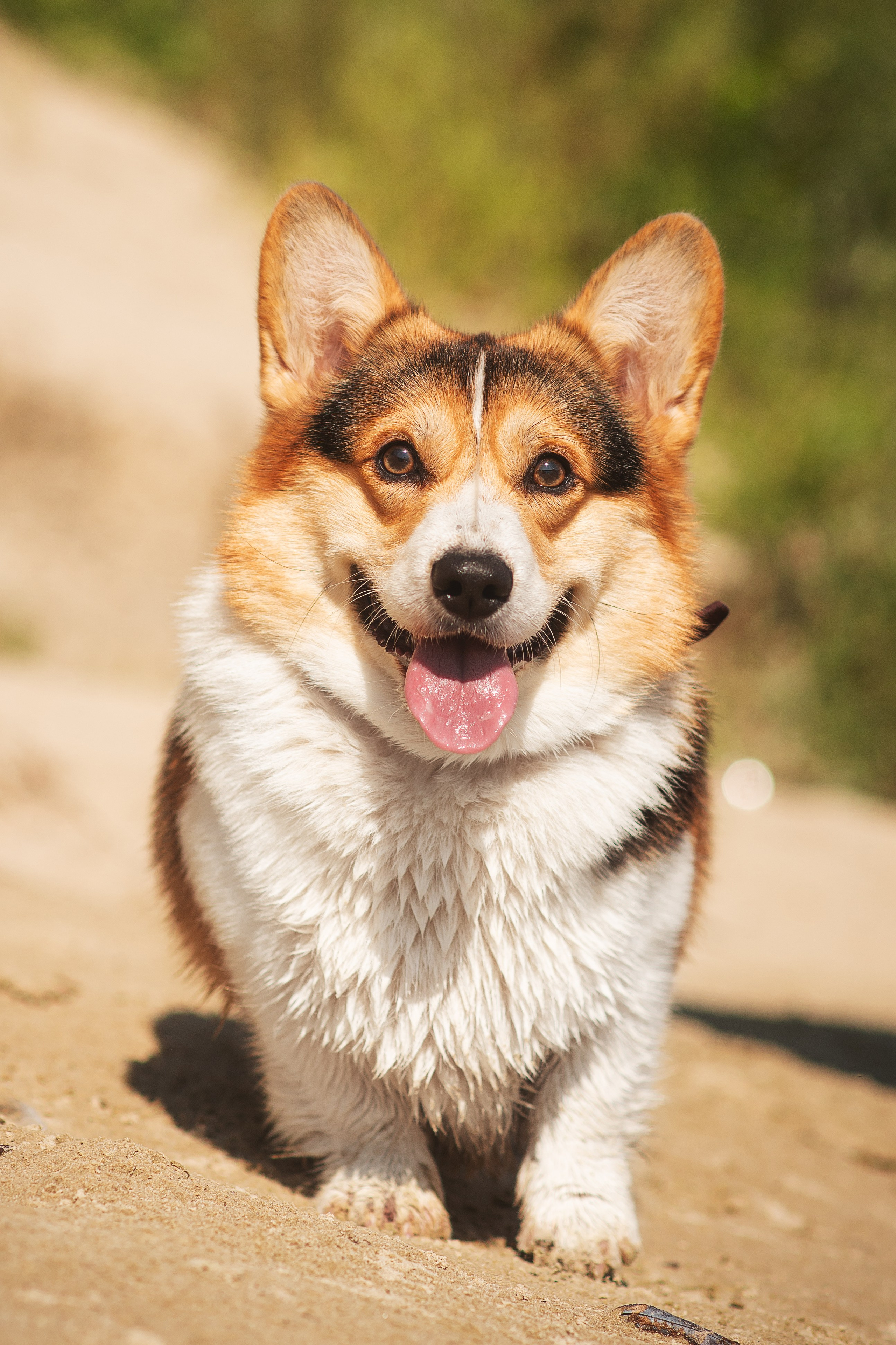 Майк и Лея — 29.08.2024. Фотограф — Анималист | Анна Абрамова