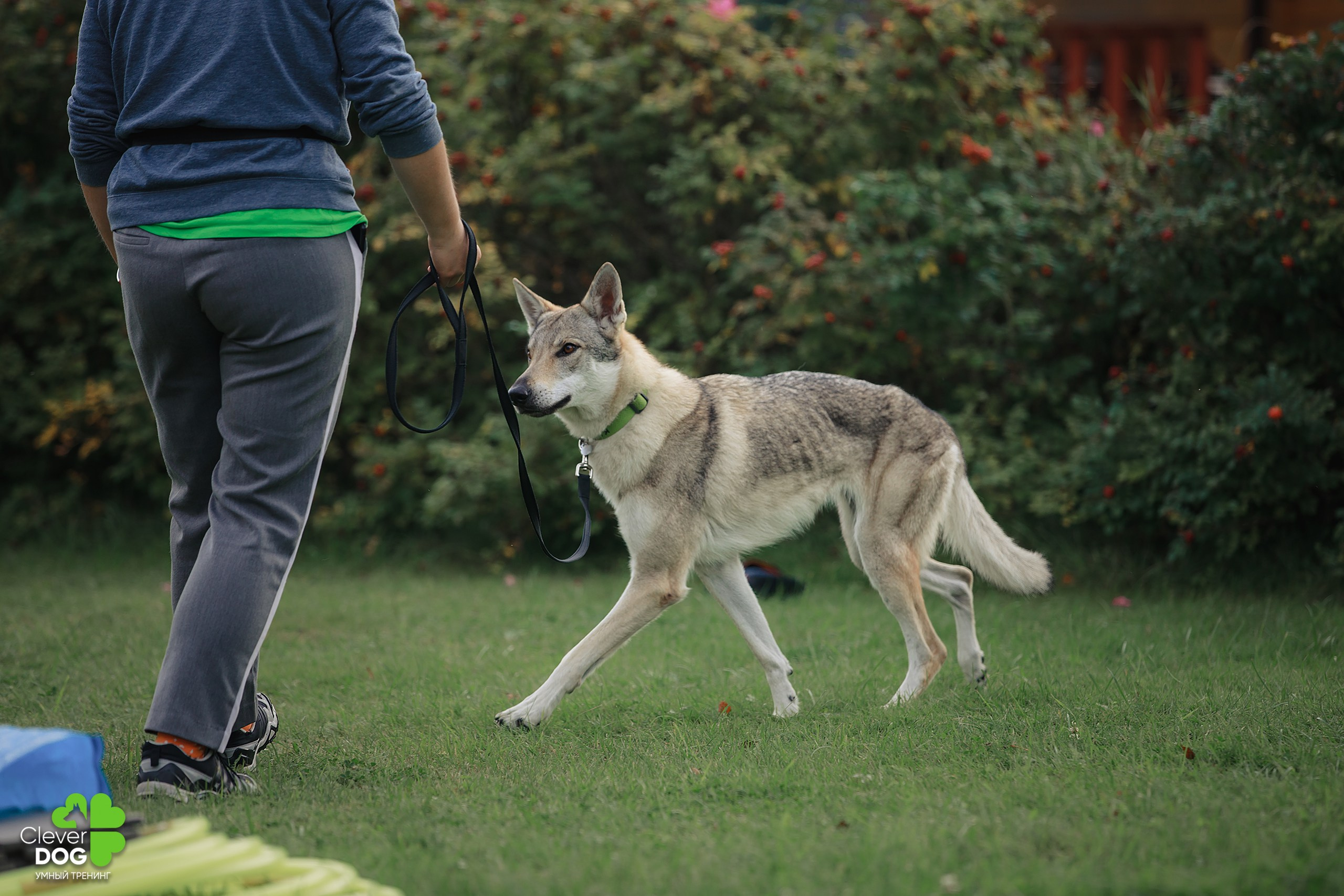 Кинологический лагерь CleverDog, 2024. Фотограф-анималист Mary Mart — Москва, Питер