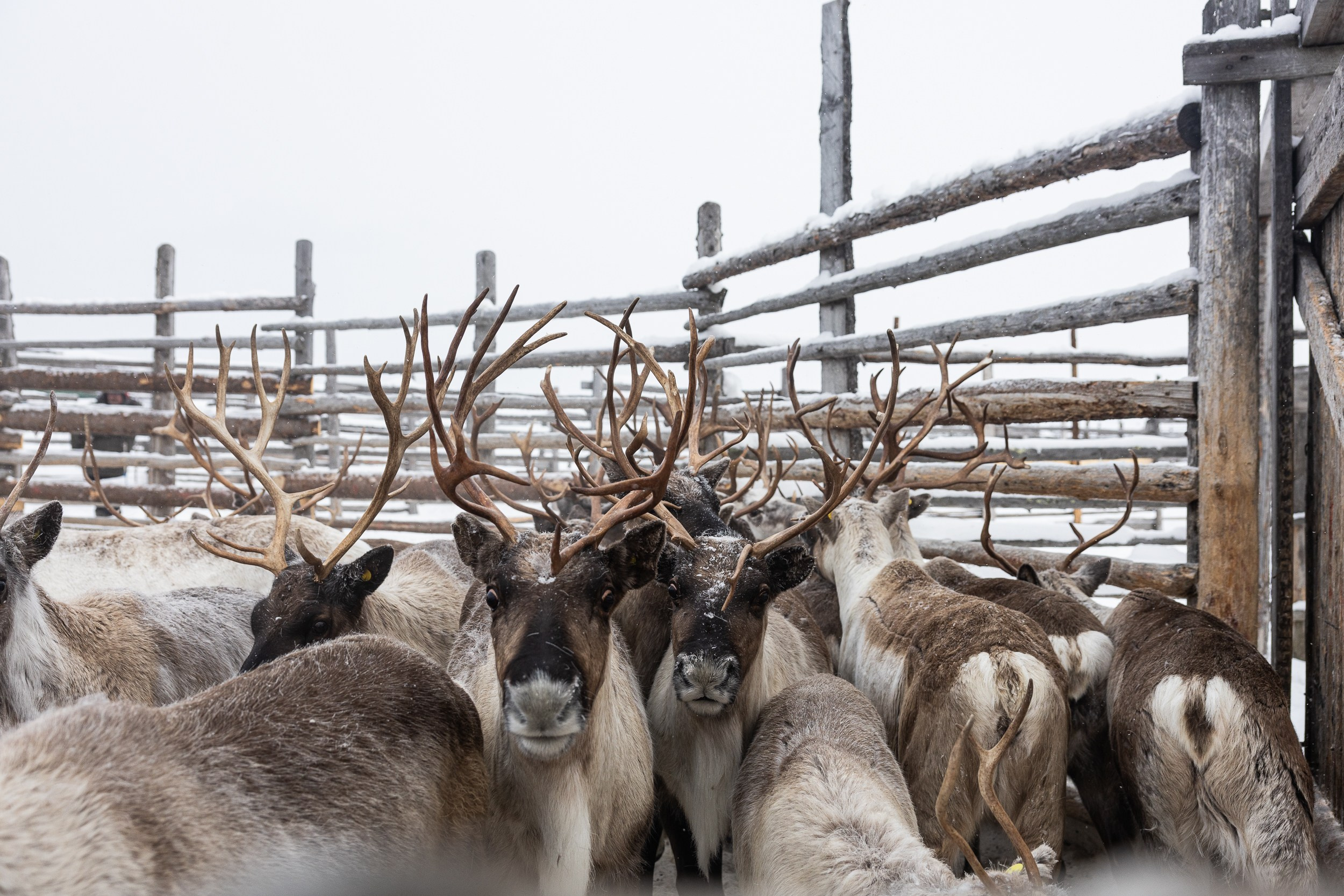 Ловозеро. Оленеводы. Алиса Северная. Визуальные исследования. Пейзажная и документальная фотография