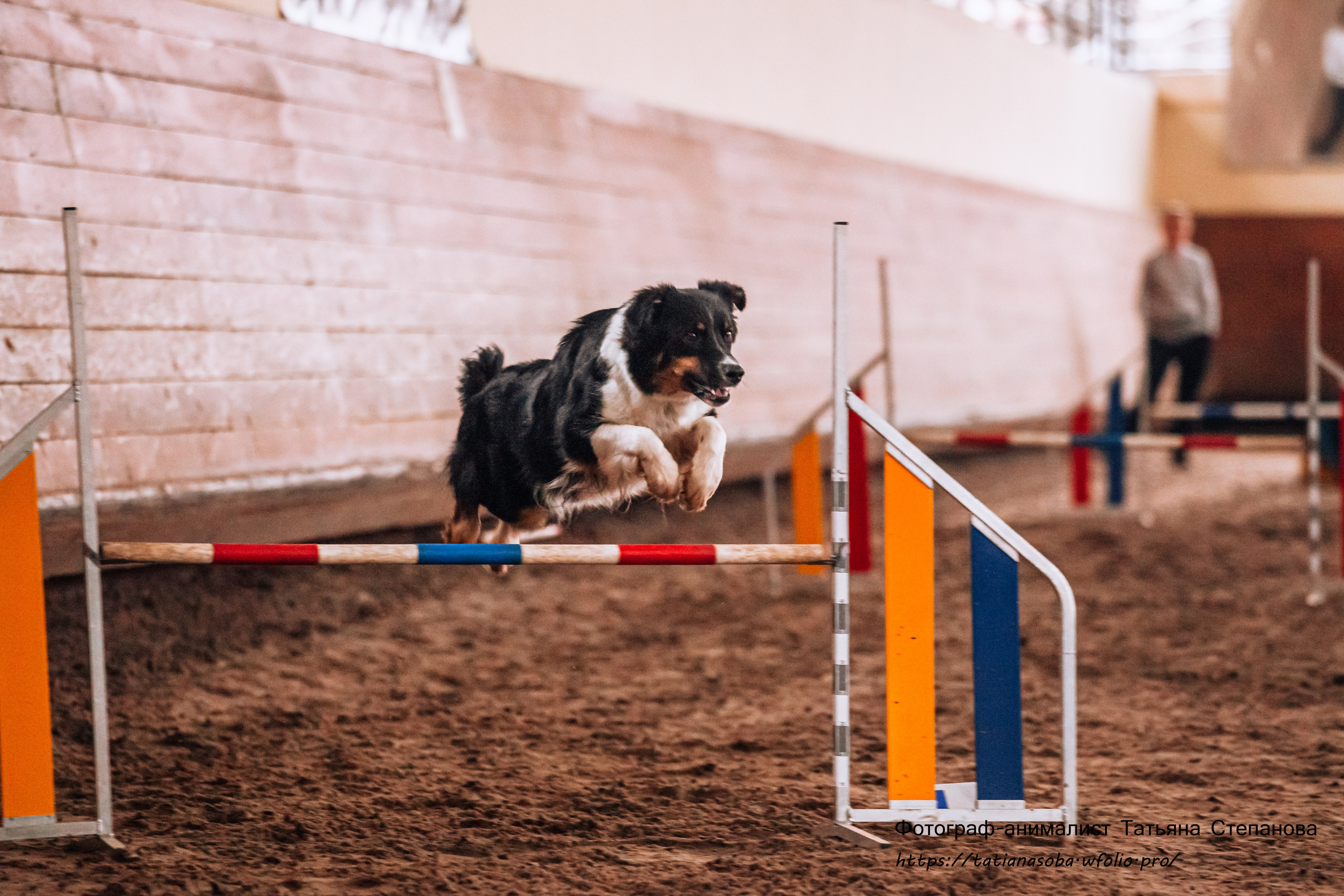 Соревнования по Аджилити 25.02.2024. Фотограф-анималист Татьяна Степанова