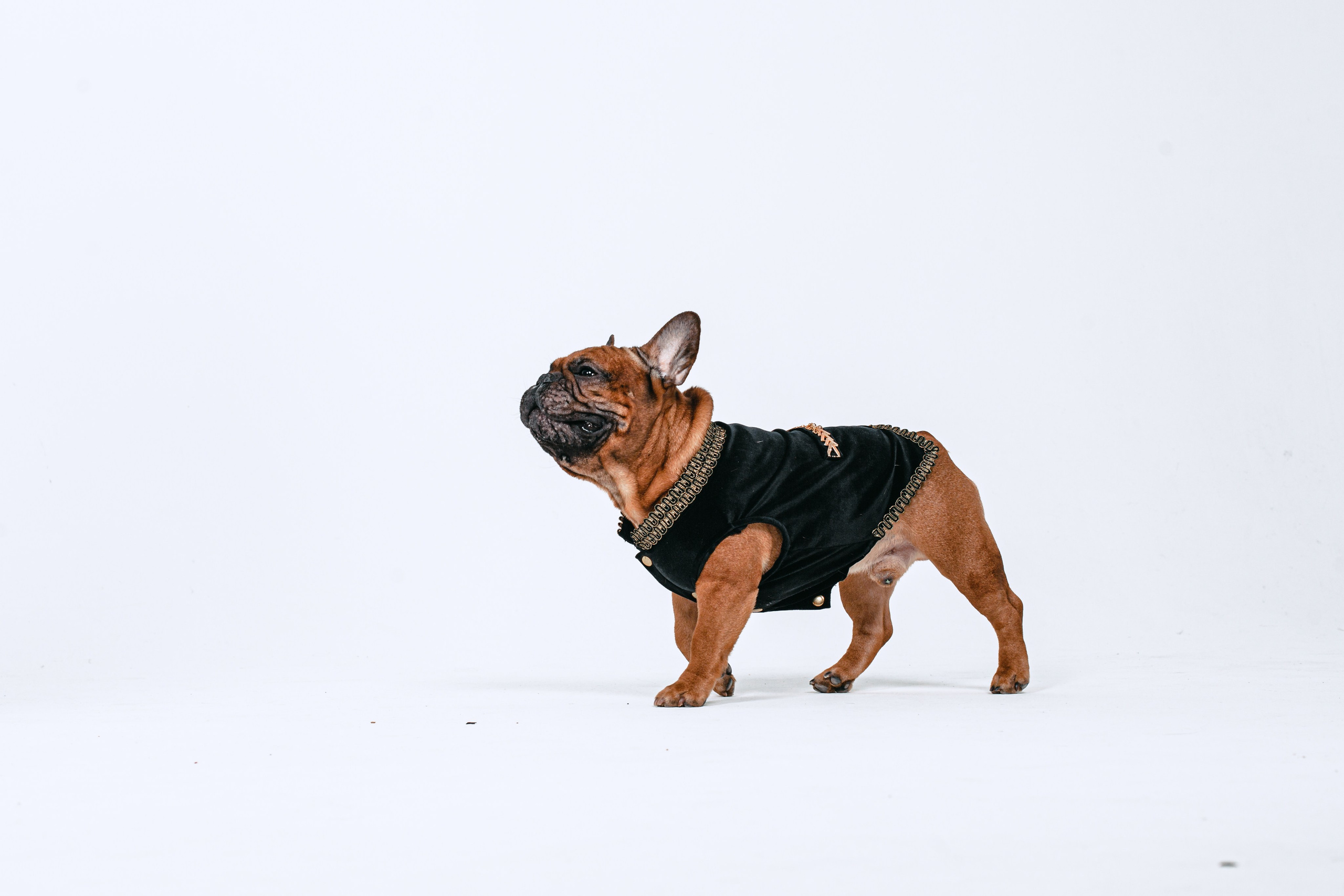 Пижамная вечеринка французских бульдогов и их хозяев. Фотограф-анималист Татьяна Степанова