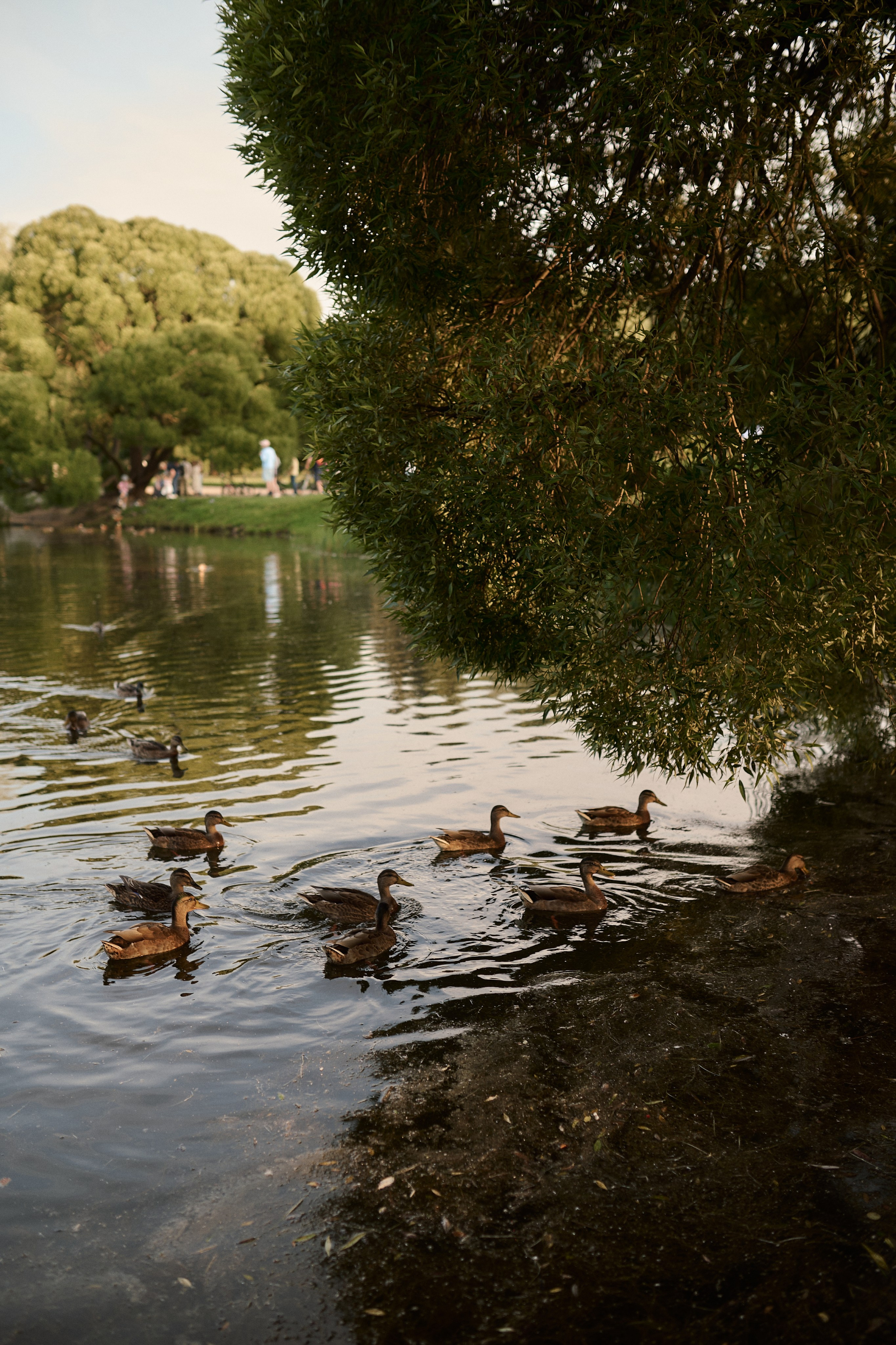 Рохус, Юля и Оливия в парке Останкино. Семейный и свадебный lifestyle-фотограф в Москве Мария Петрова