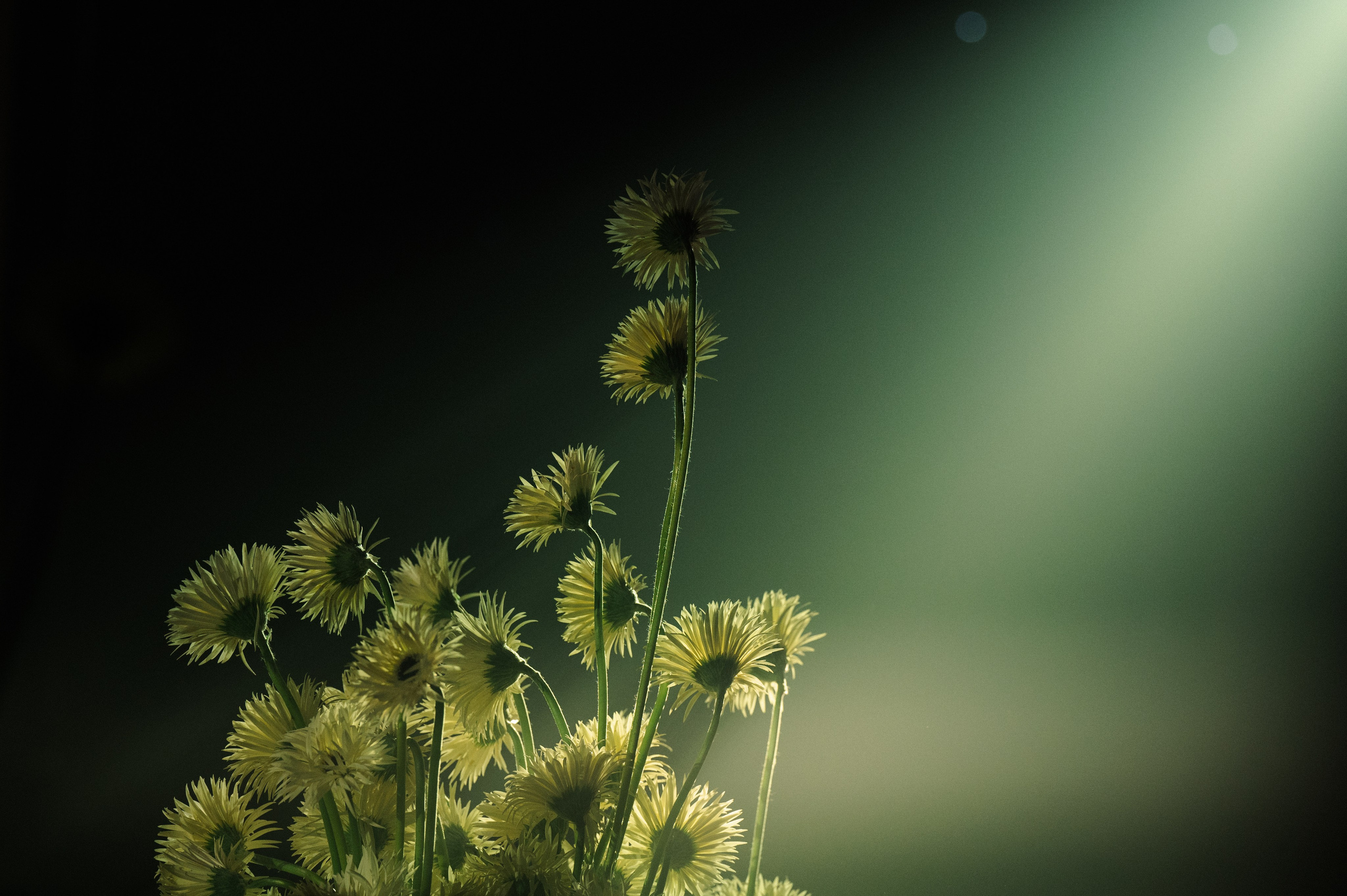 K A R U S E L. Свадебный и репортажный фотограф Сергей Чесноков