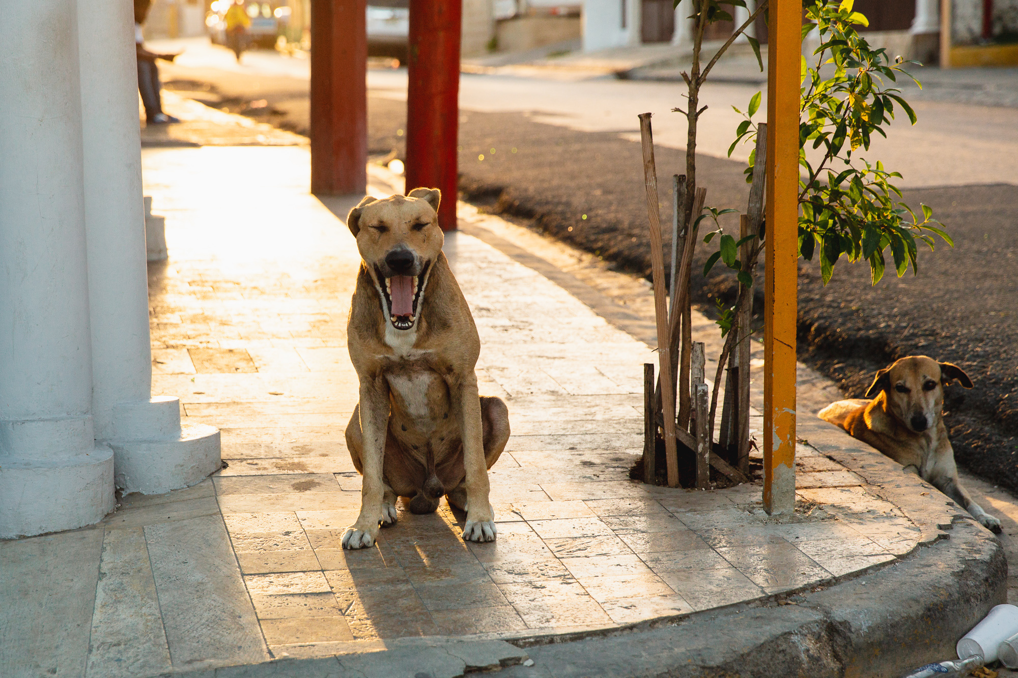 Путешествие в городок Игуэй, Доминиканская Республика, 2019. Репортажный фотограф в Томске