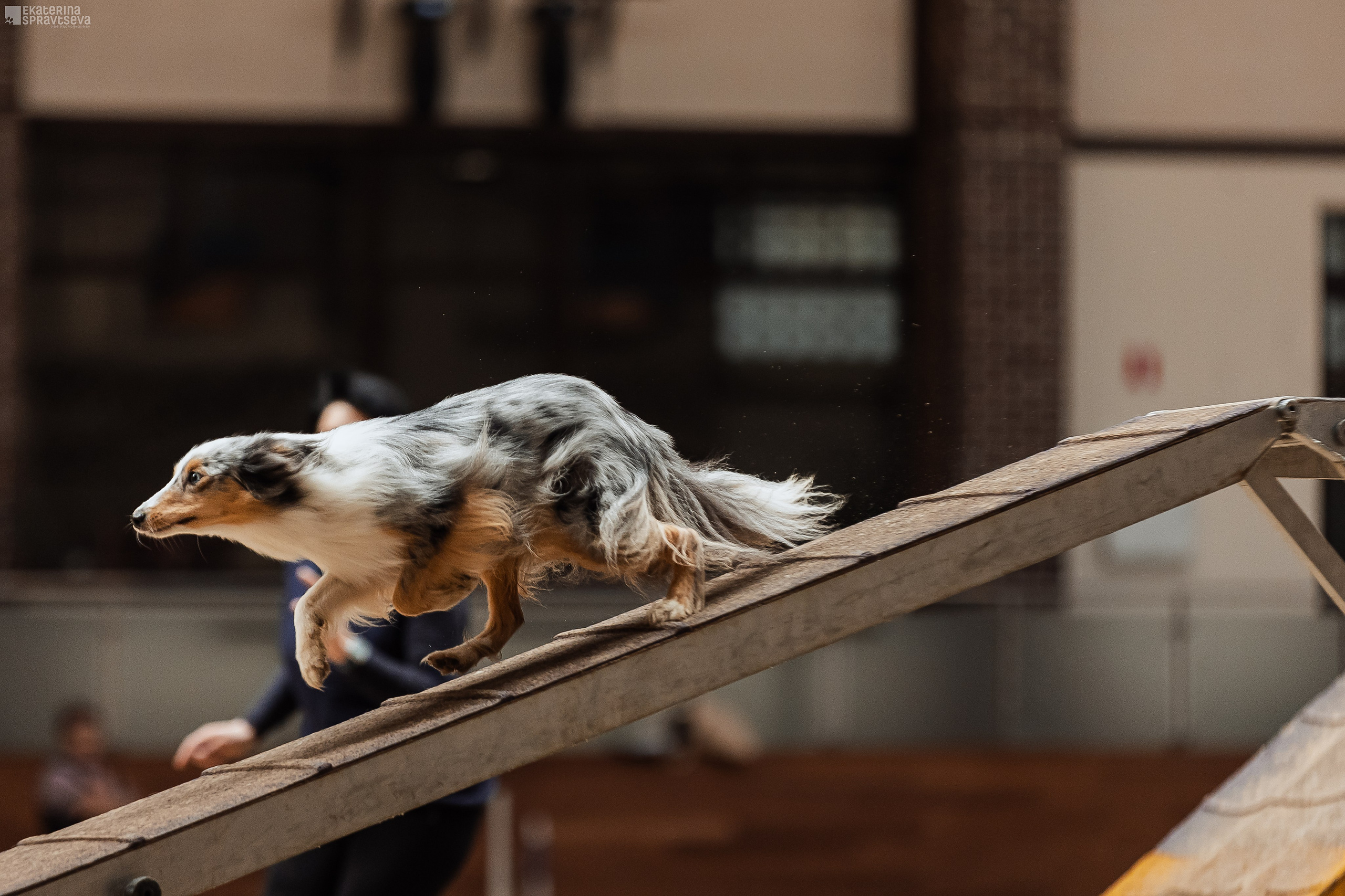 ЧРКФ Аджилити в Максима. Фотограф Анималист Екатерина Справцева в Нижнем Новгороде