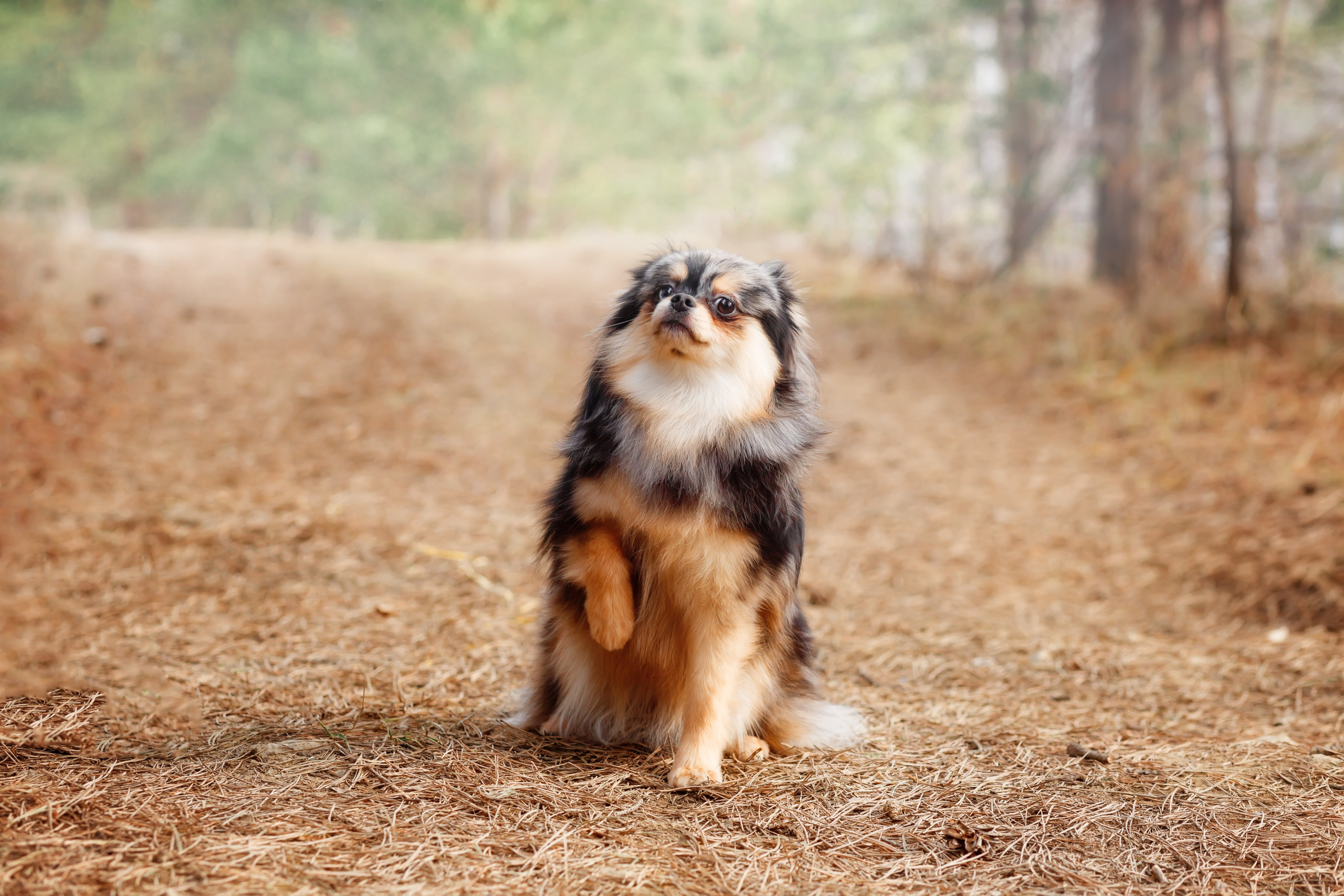 Собаки, кошки и др. животные. Семейный фотограф в Екатеринбурге