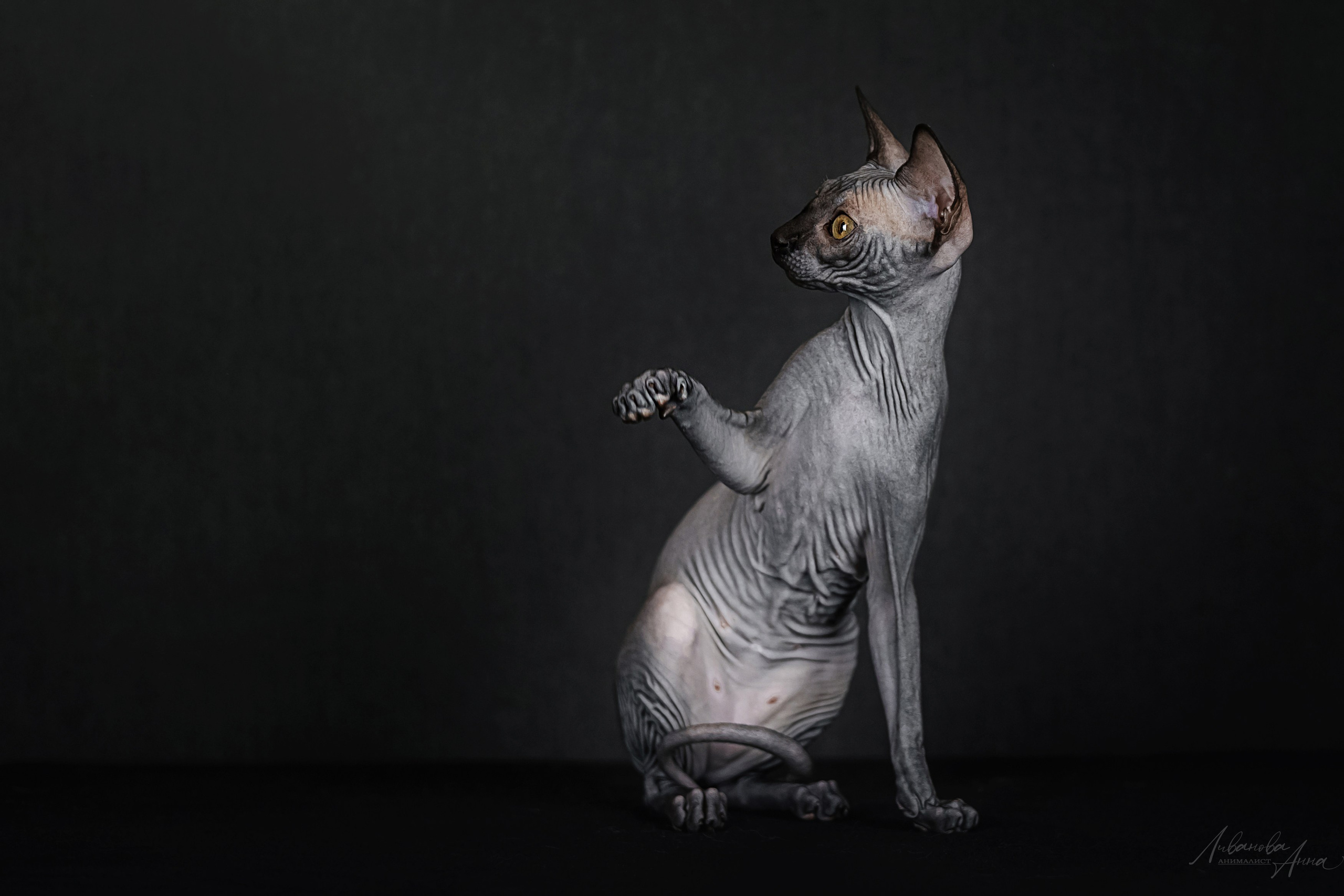 Сфинксы. Фотограф анималист Аня Ливанова | Рыбинск