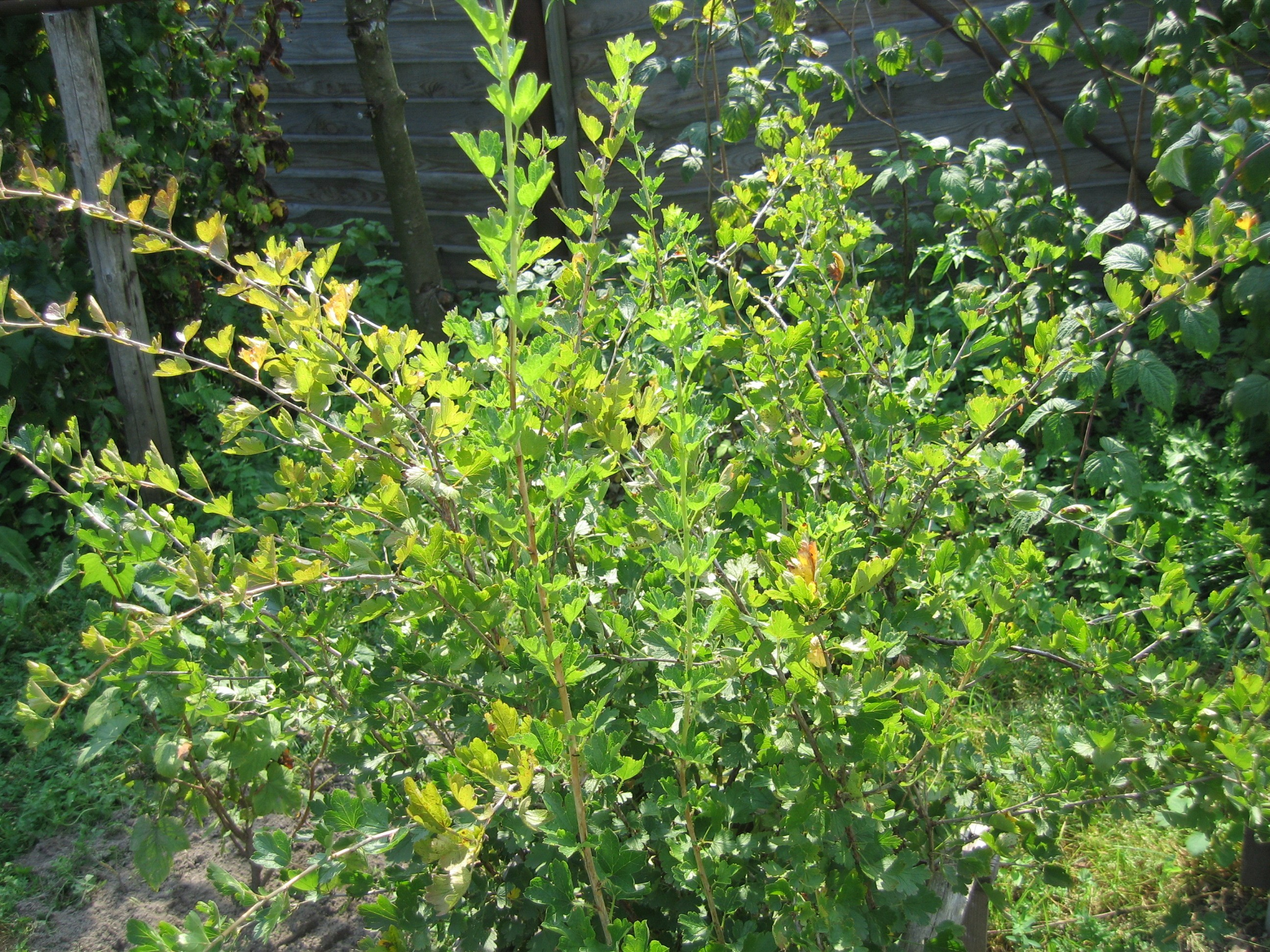 Зелёный кустарник с мелкими листьями, растущий на участке земли в огороде. Вокруг другие растения и забор.