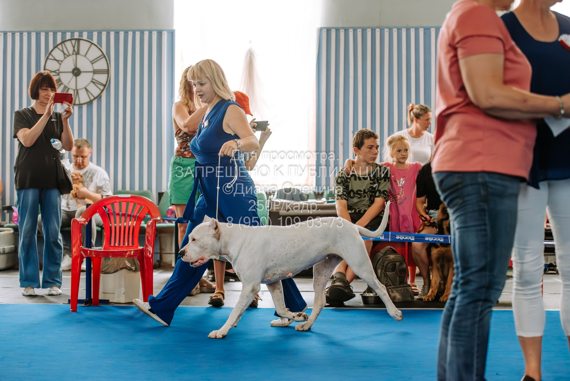 Национальная выставка собак всех пород ранга САС-IKU «Кубок Красноярск. Фотограф Диана Оленина Красноярск / Братск