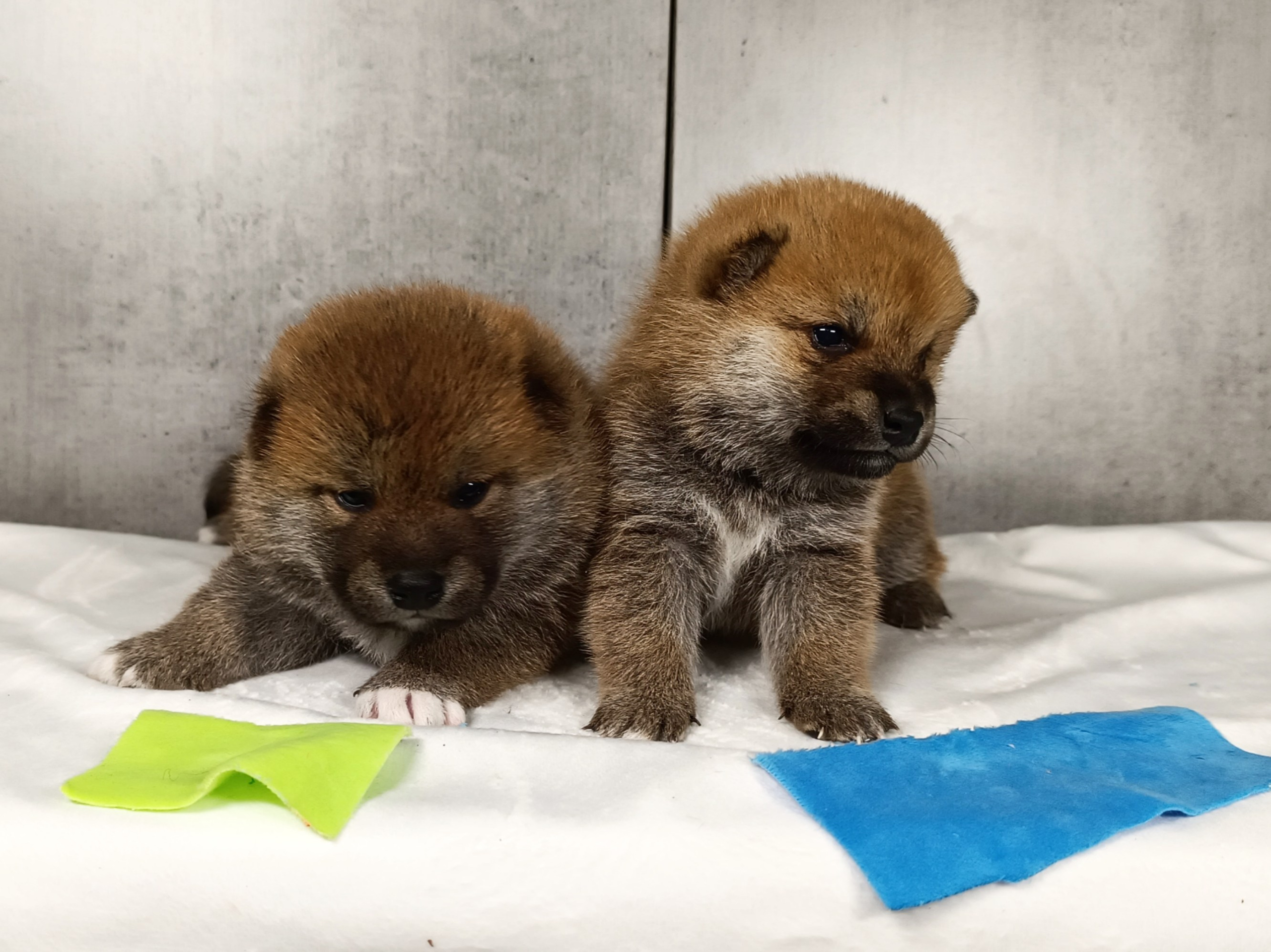 Помет i общее. AMERICAN AKITA RUBYLIGHT KENNEL I SHIBA-INU