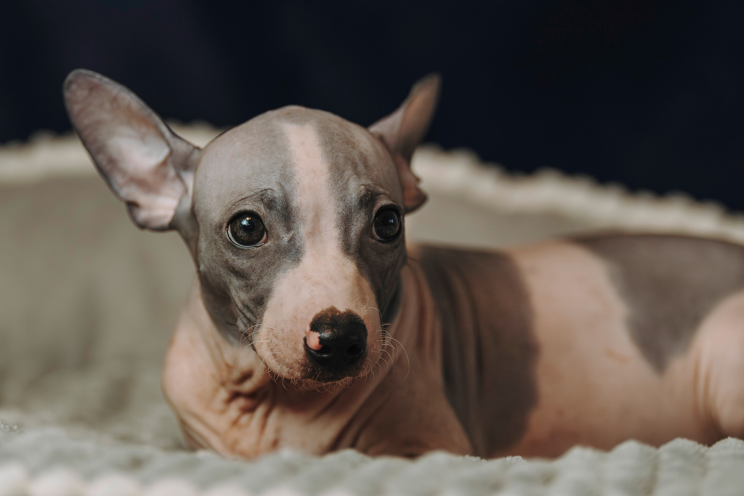 Малыши американского голого терьера. Фотограф анималист в Спб недорого Олеся Майорова